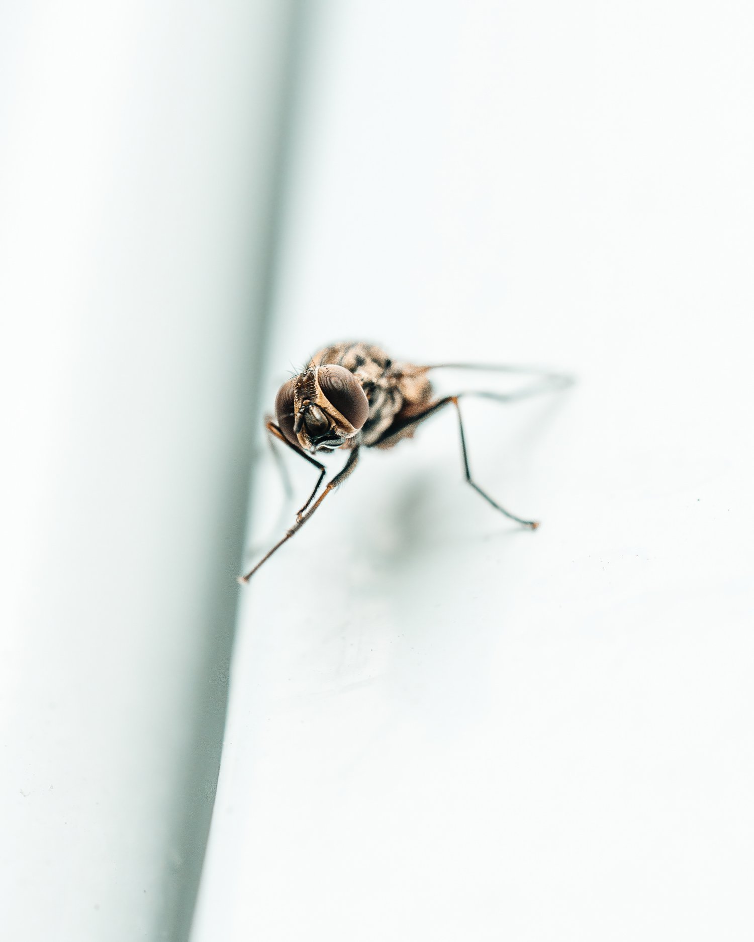 Detailed macro image highlighting the capabilities of the Tamron 90mm lens paired with the Sony a1, shot by Ian Jones of ISJDESIGNS in Pittsburgh, Pennsylvania