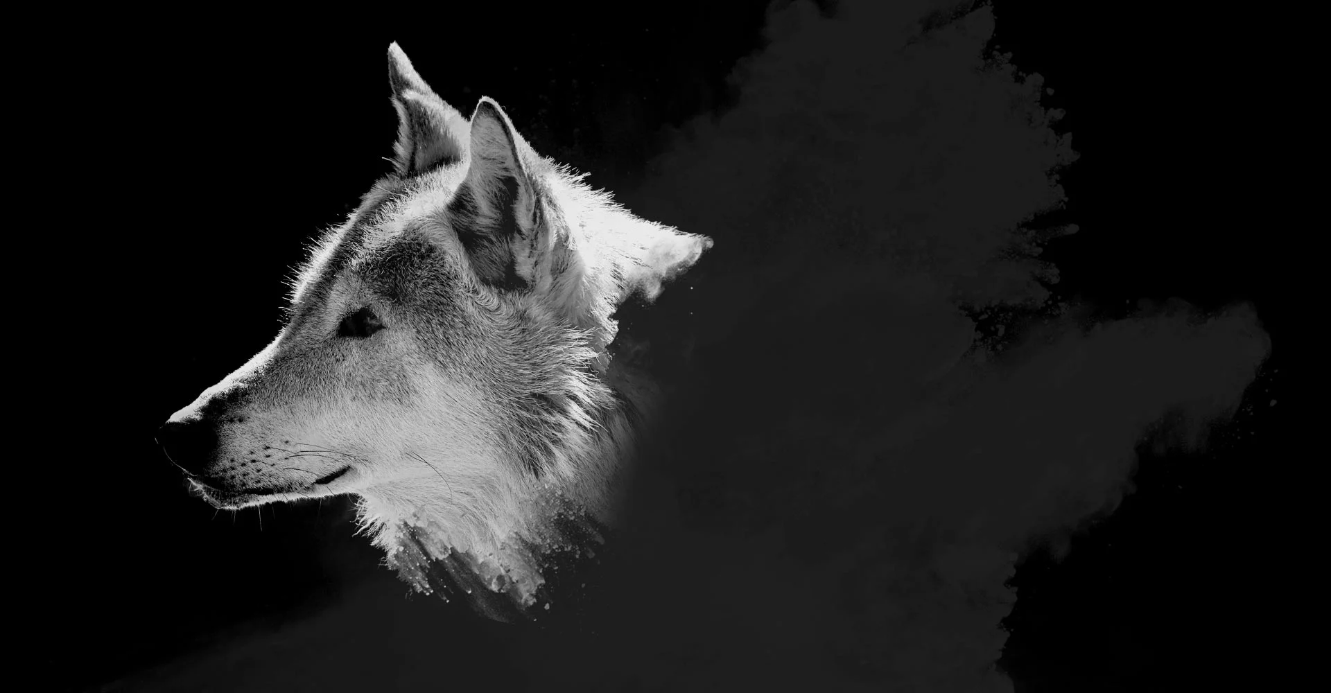 home20160606_wolf.jpg
