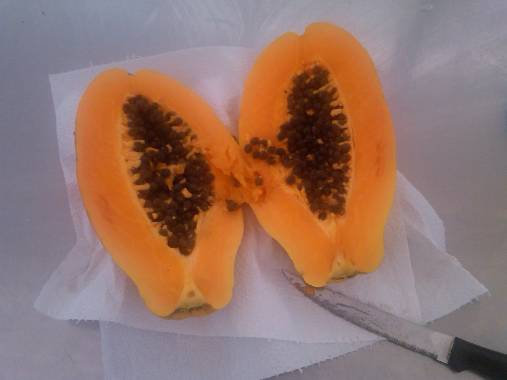 Gorgeous organic papaya freshly picked from the tree