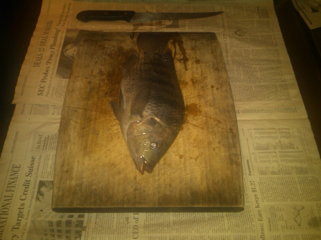 Freshly caught Tilapia!
