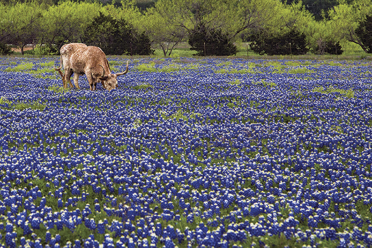 Round Top Round Up Market Hill Round Top