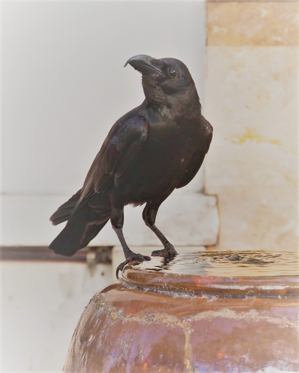 crow (2).jpg