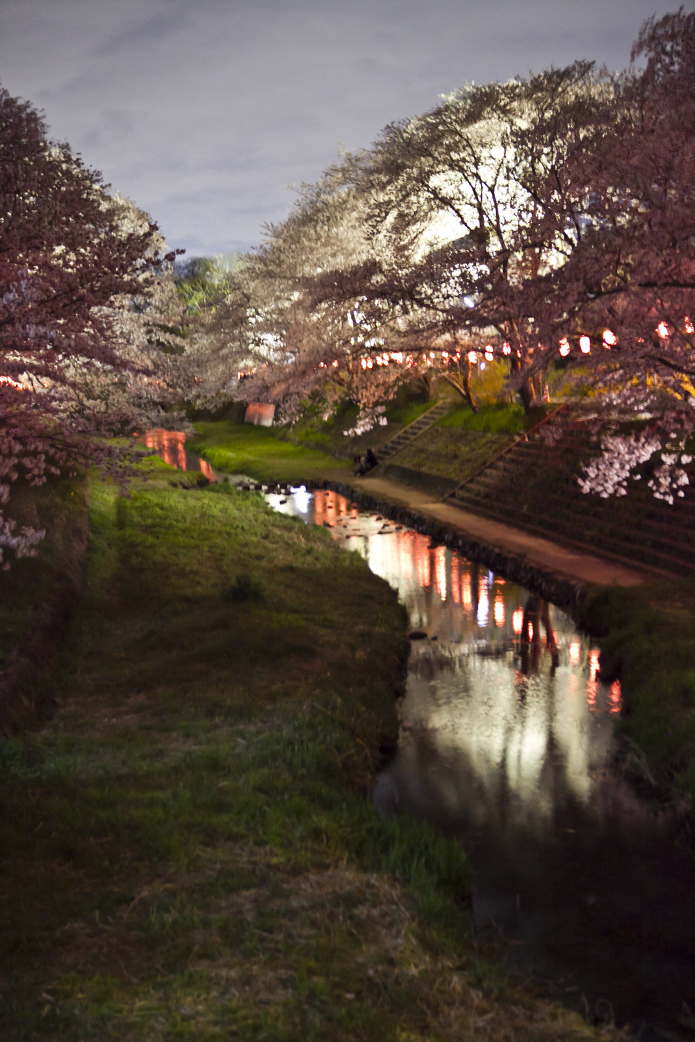 Kyotanabe Sakura creek 2.jpg