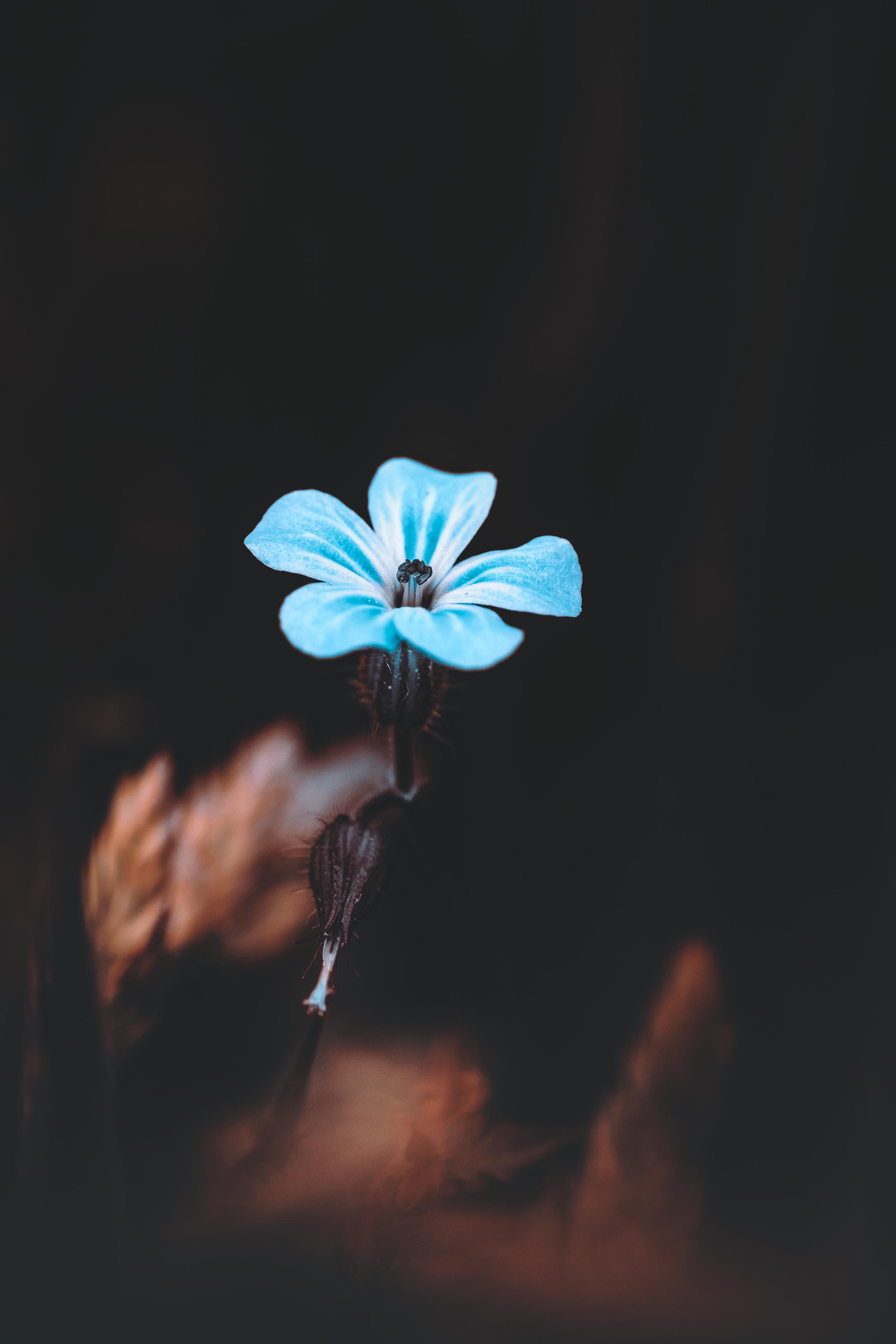 Propelled (Herb Robert)