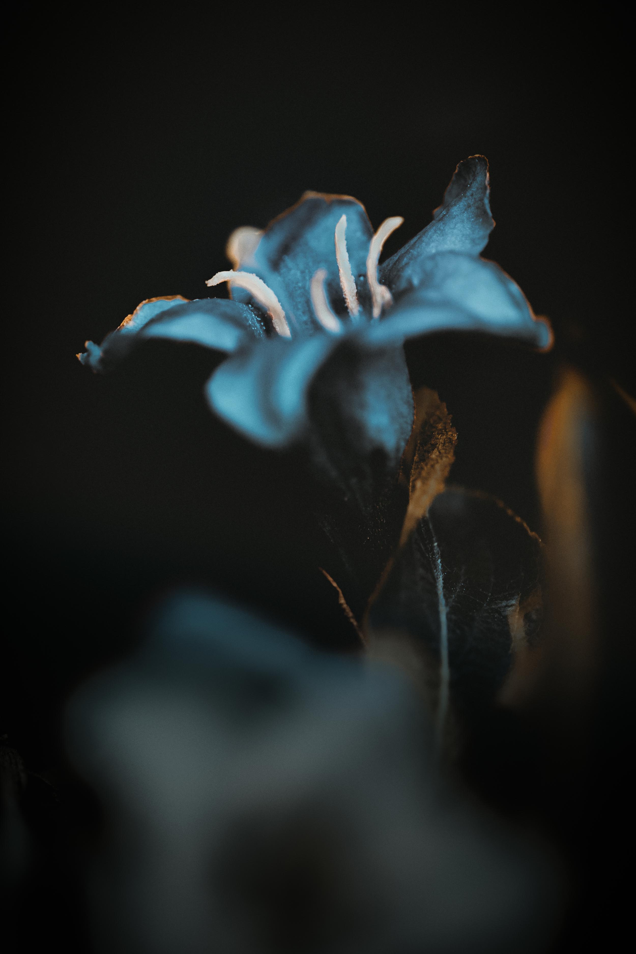 The Deep Blue, See