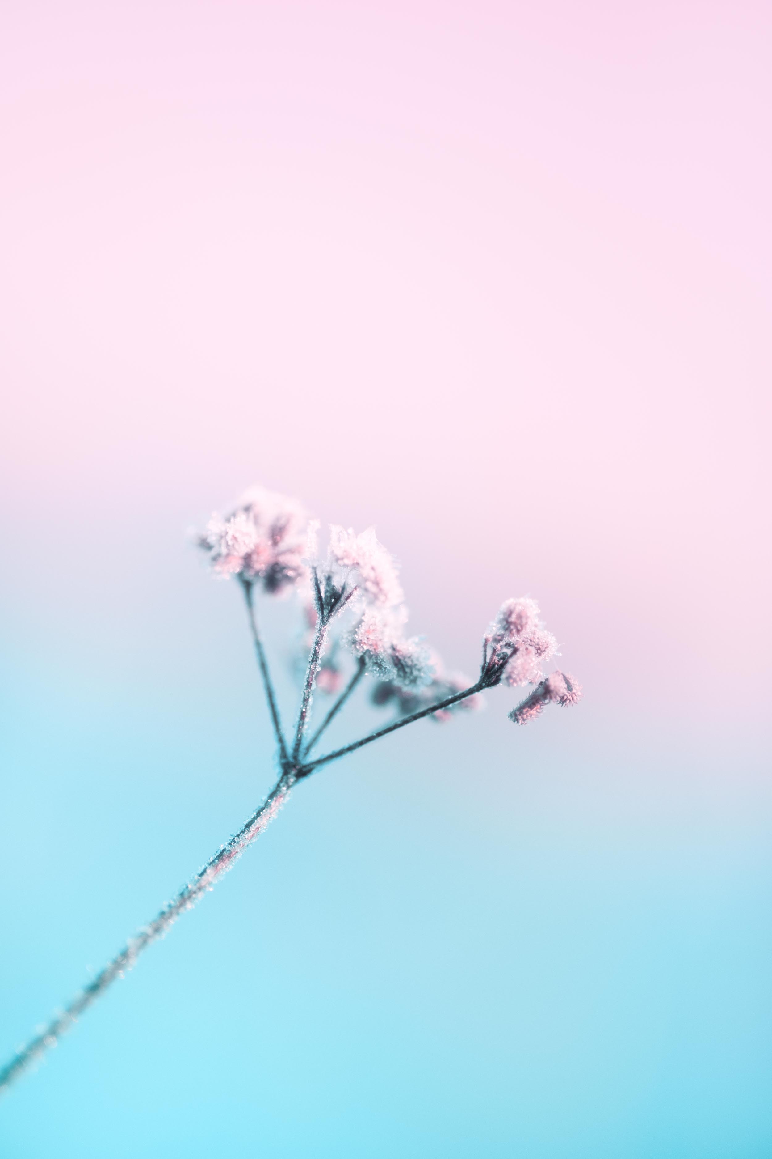 Blush 2