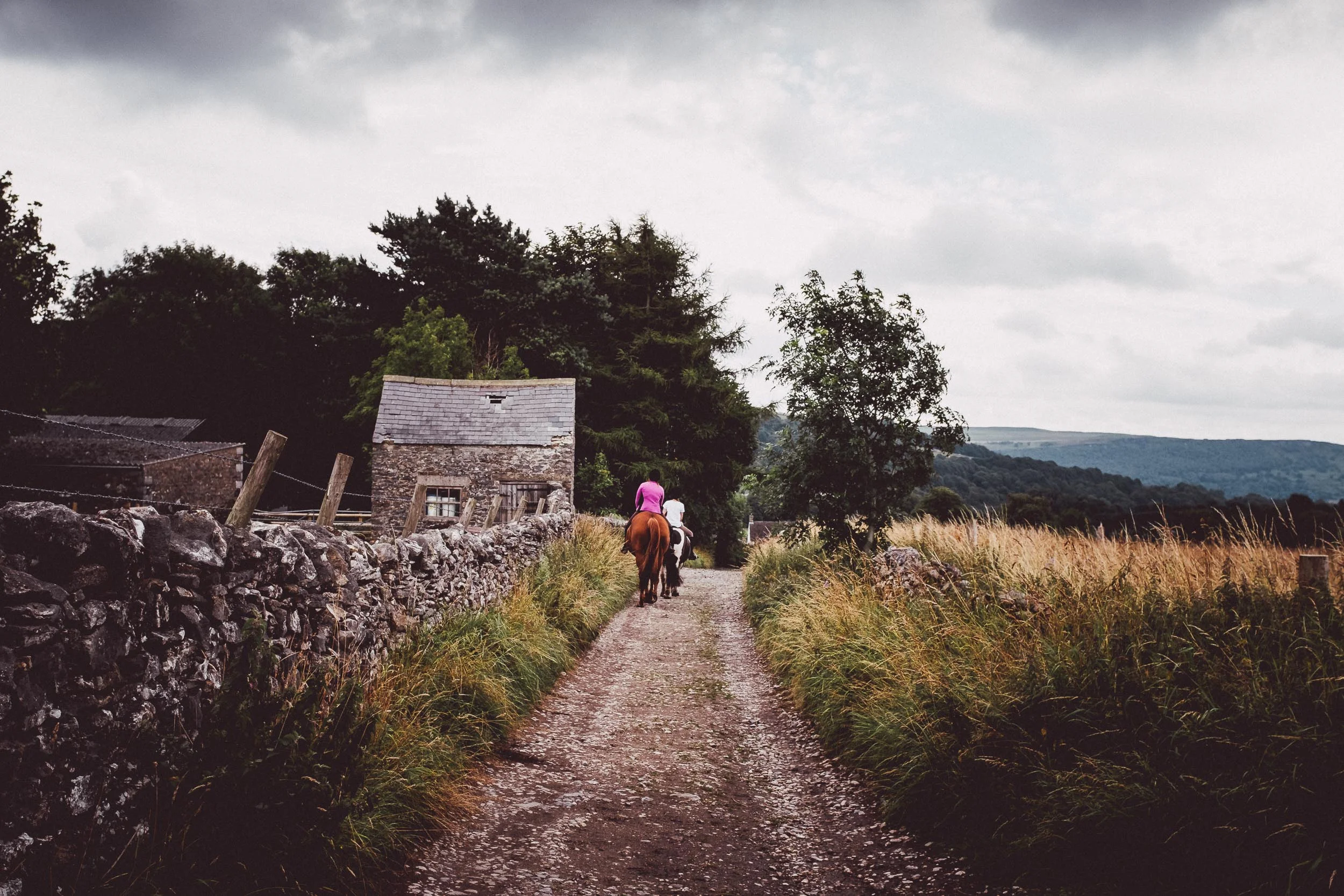Horses on the Lane