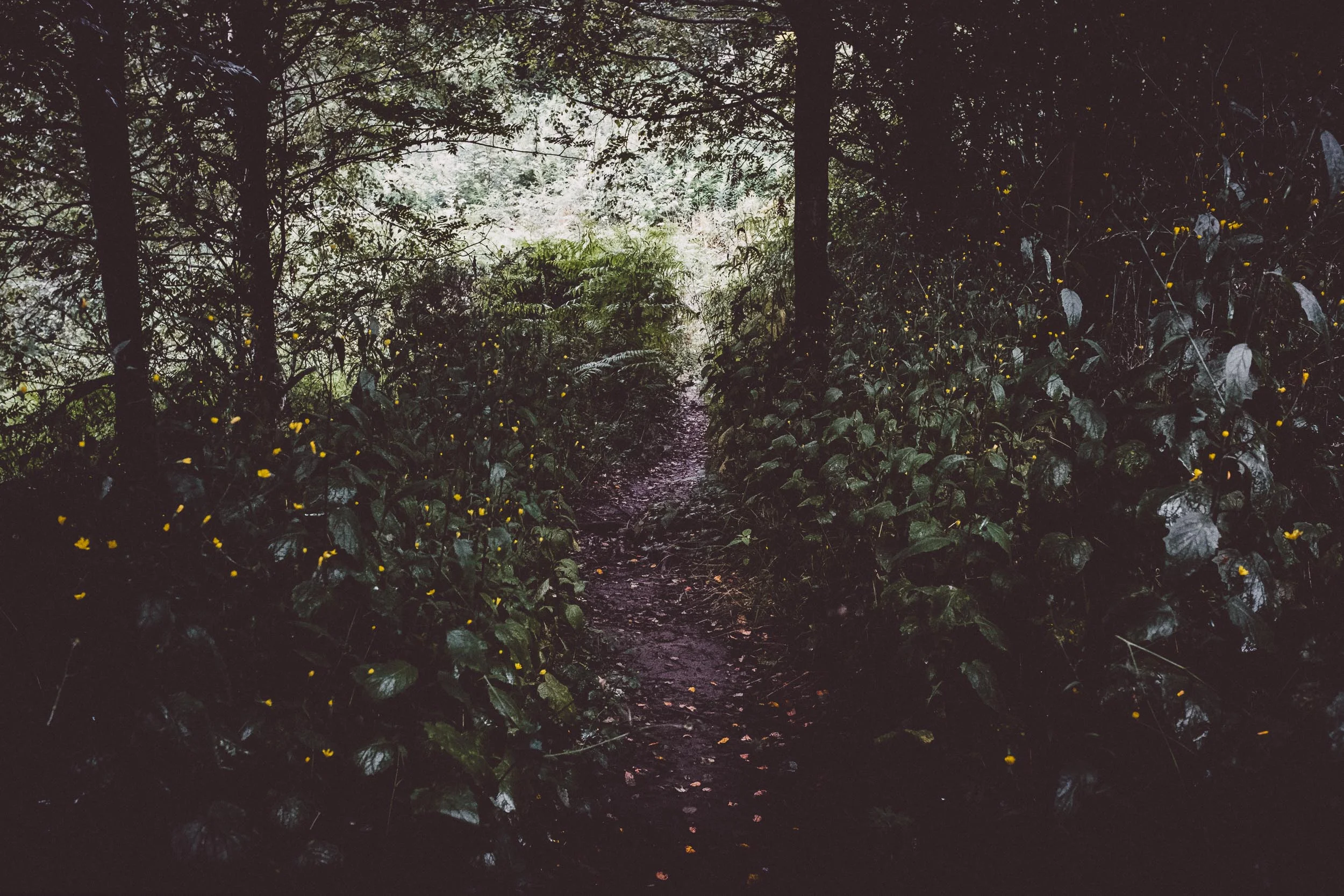 Through the Marsh Marigold