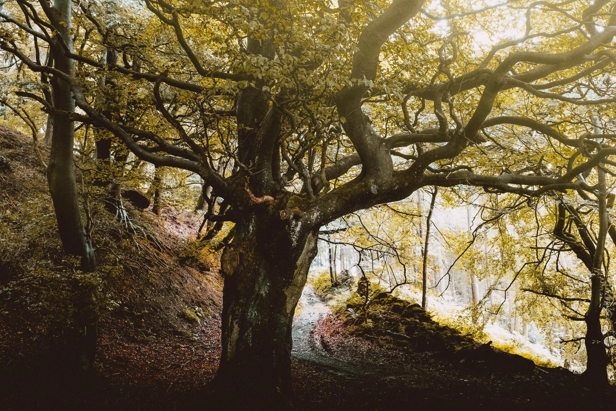 Twisting Trees at Birds's Wood