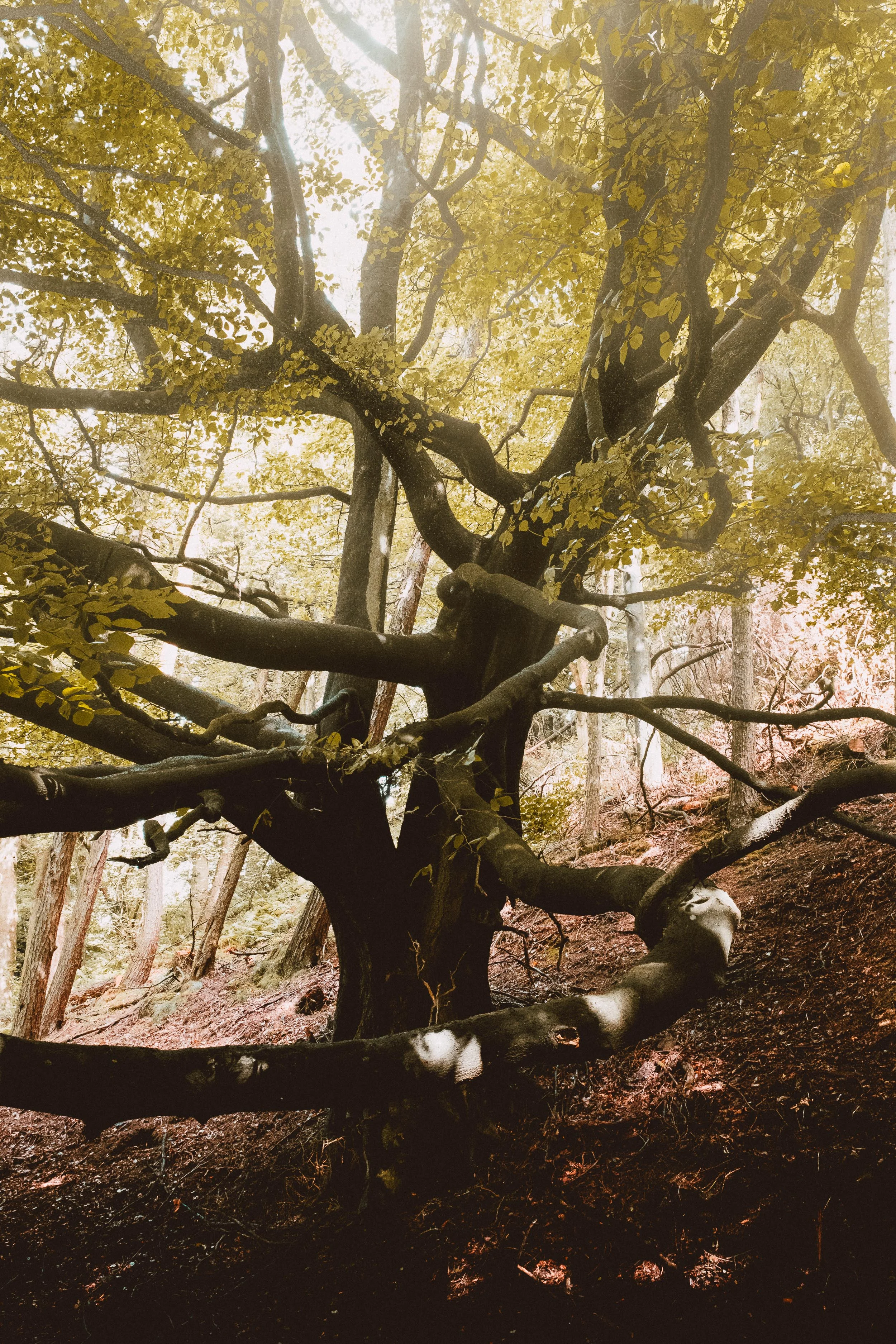 Branch Hugs