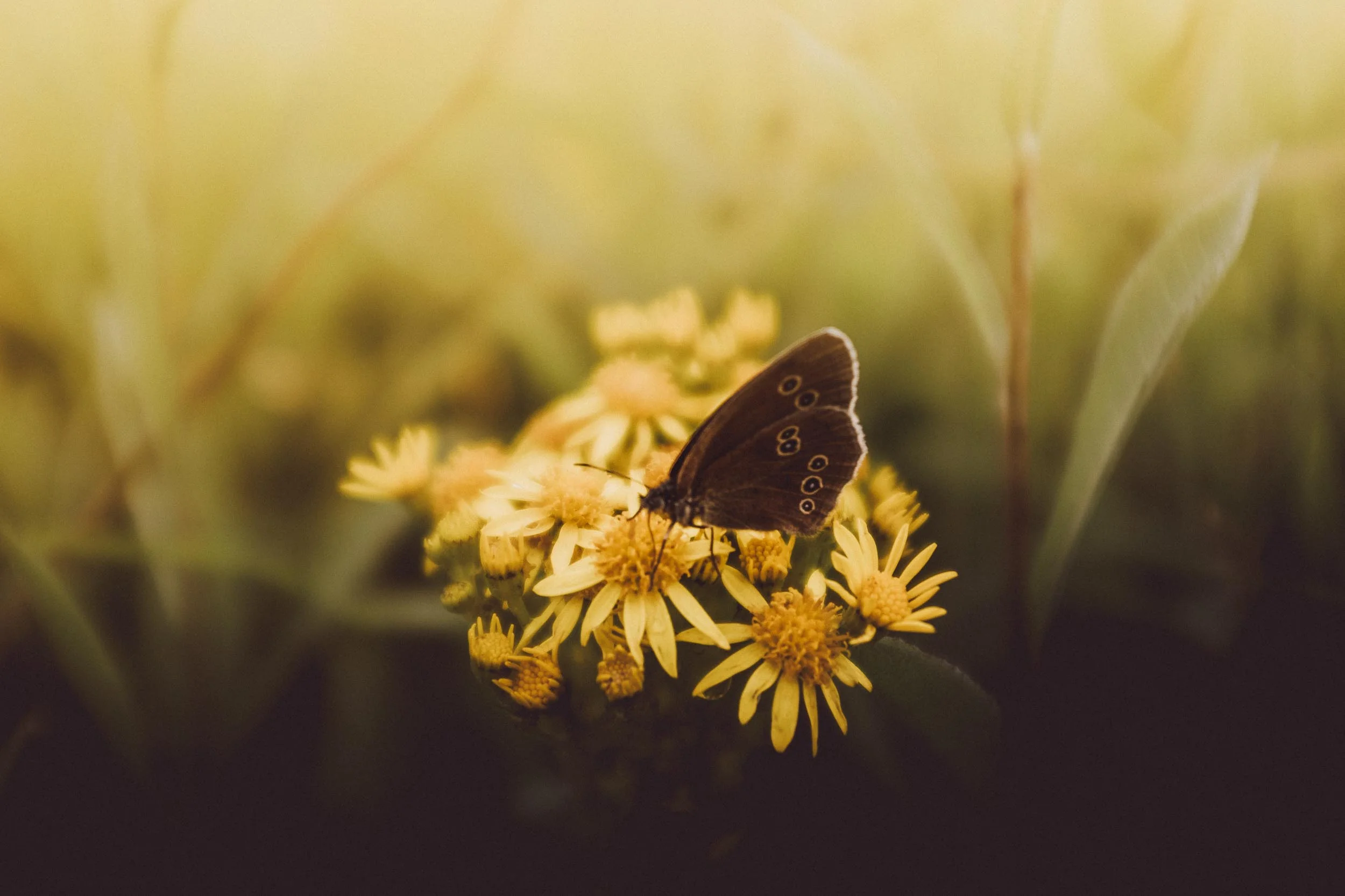 Ringlet Butterfly on Fleabane