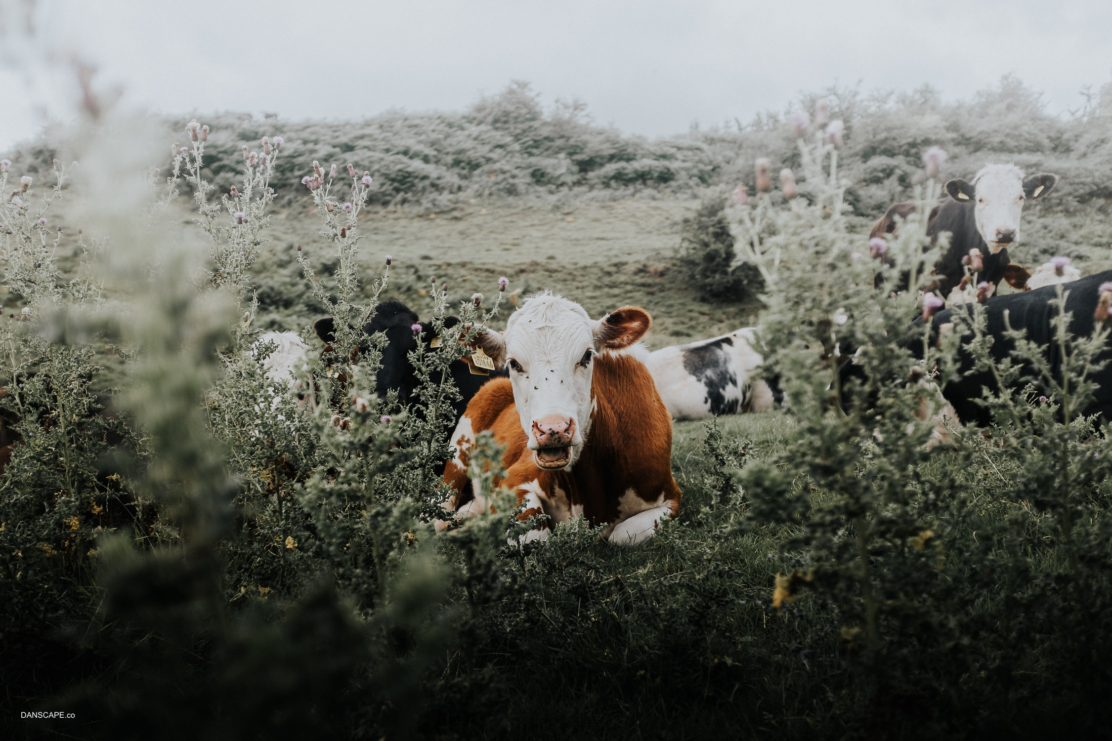 The Only Brown Cow