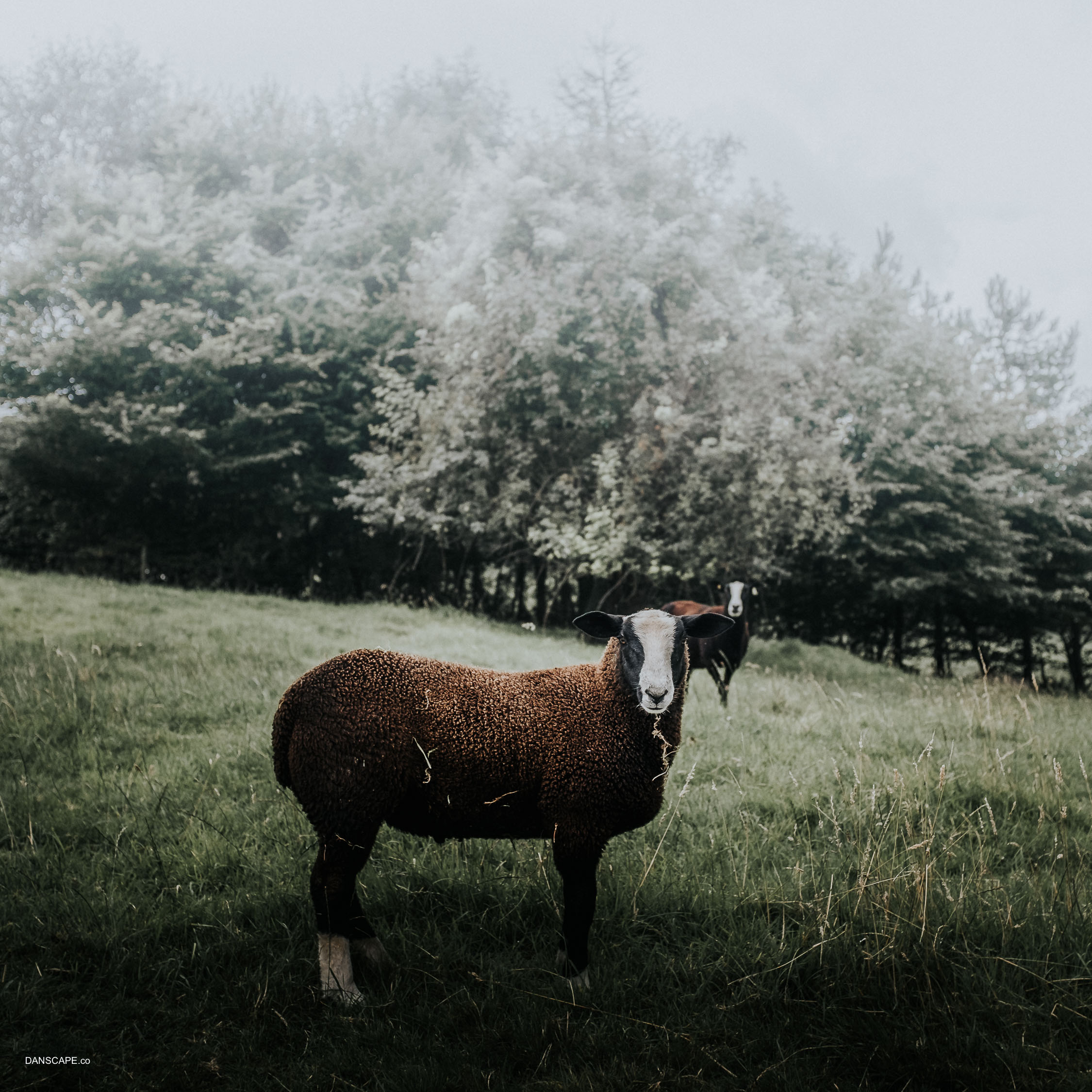 New Kinda Sheep