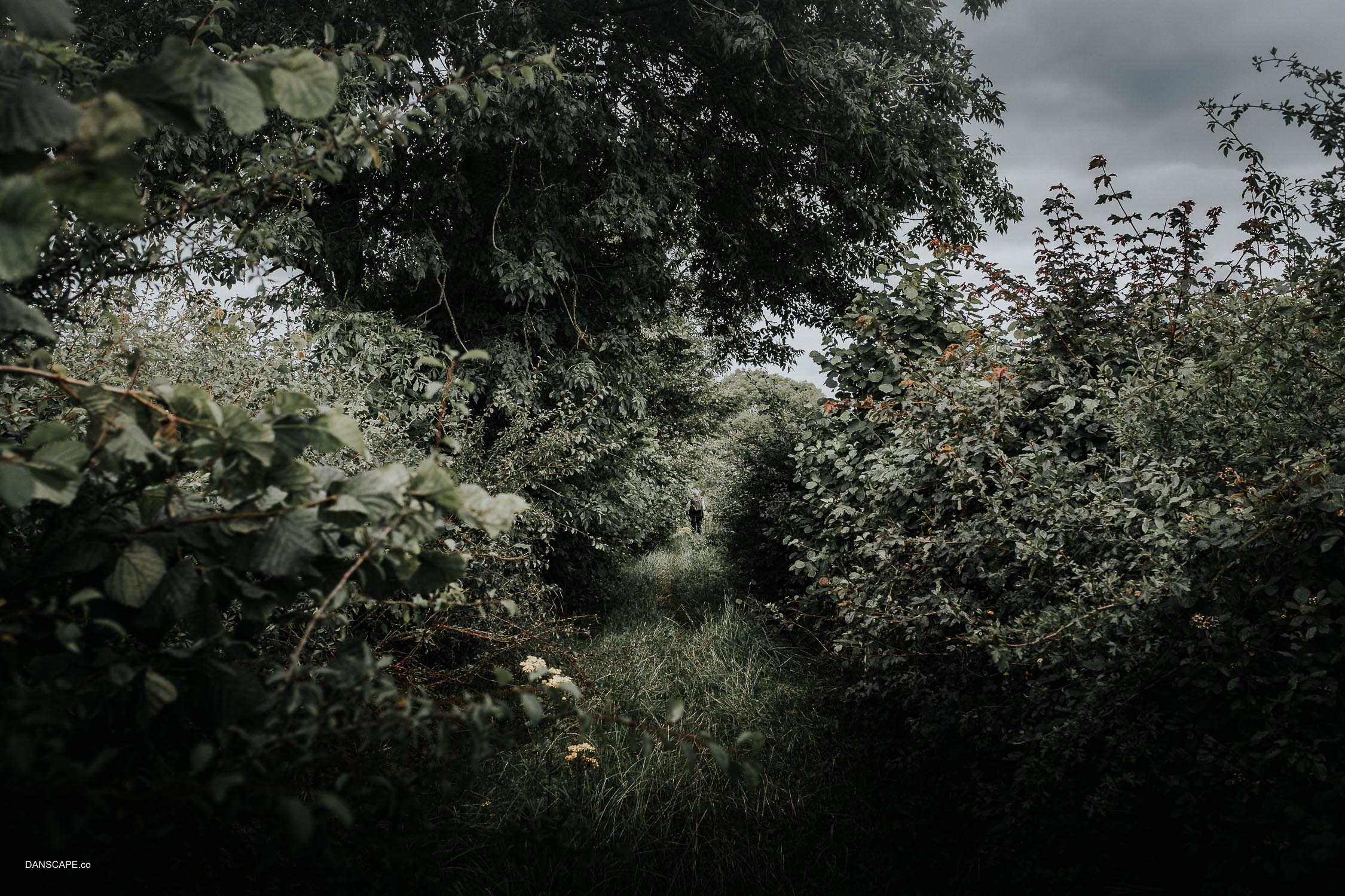 The Overgrown Pathway