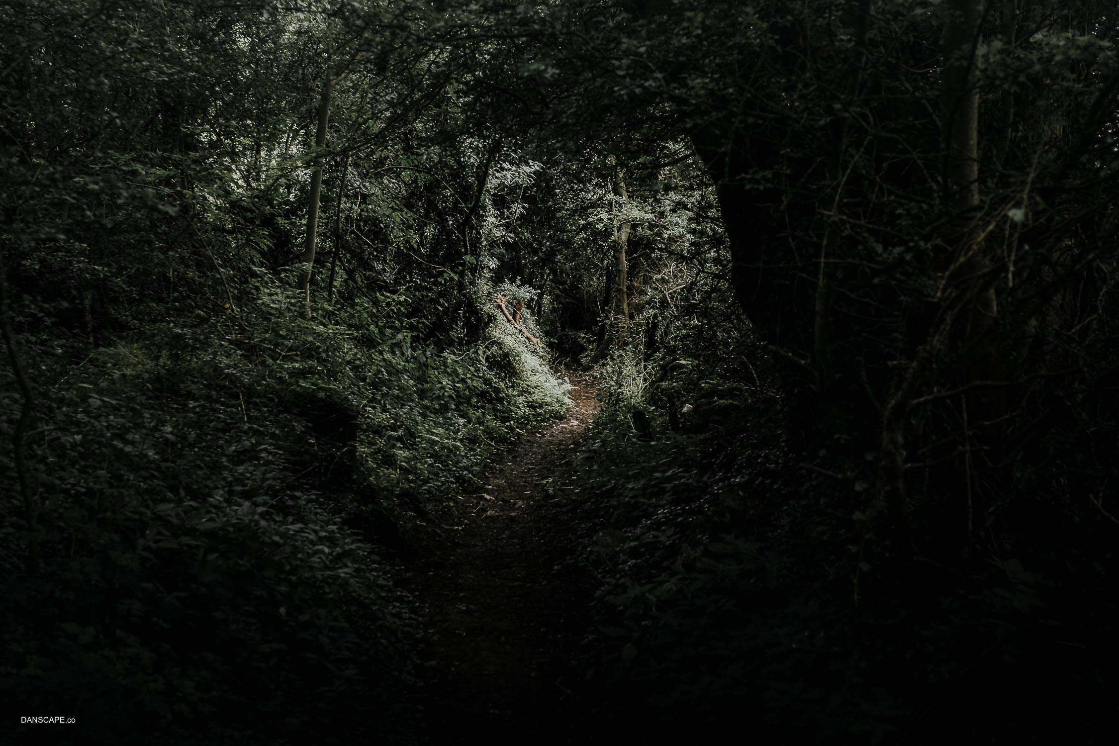 170729121831 - danscape.co.jpg