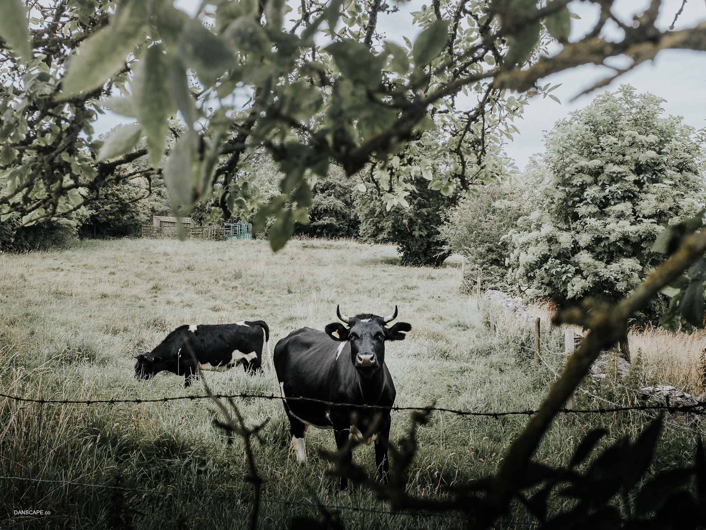Bull in the Bushes