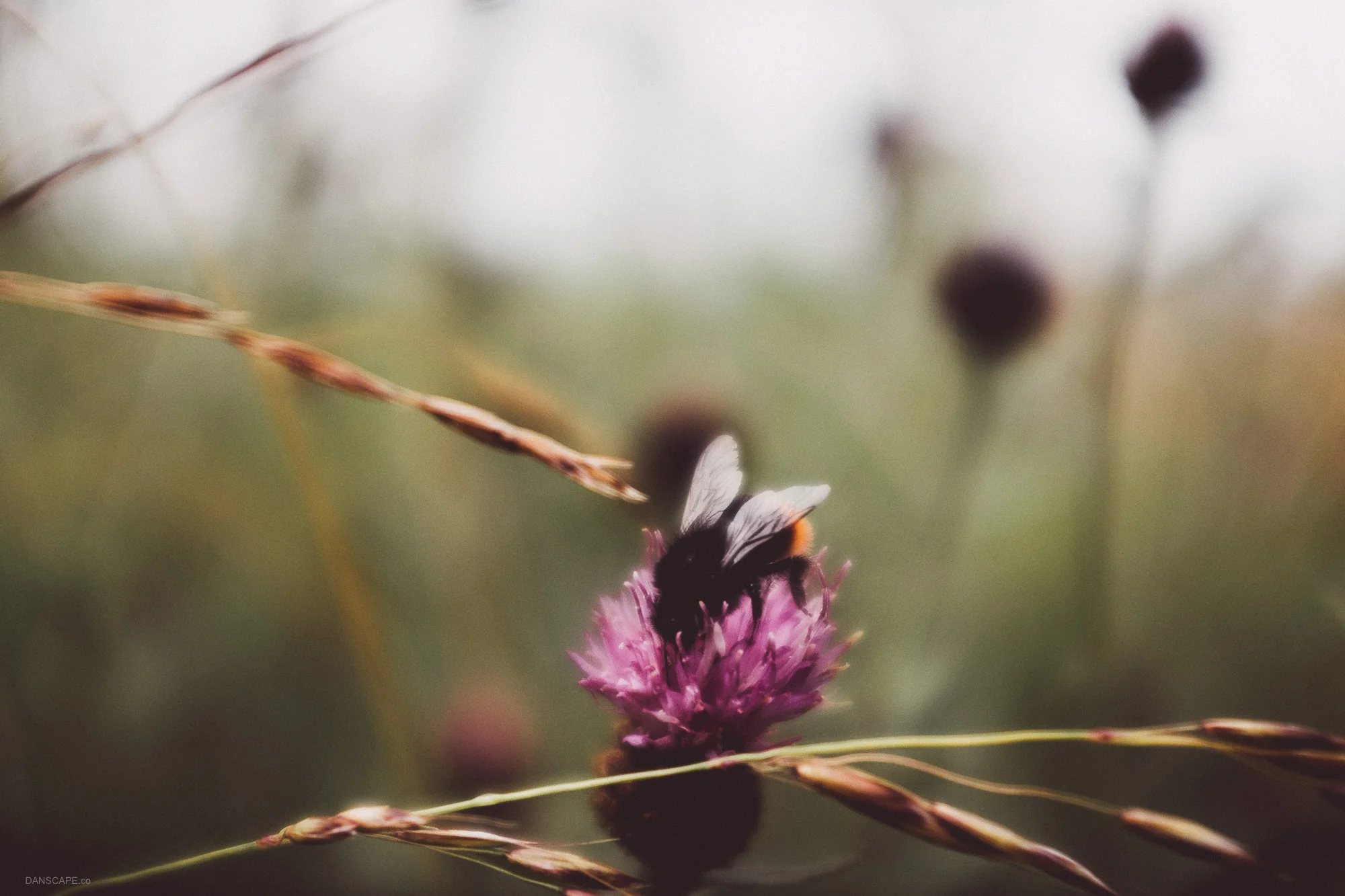 A bee enjoying the summer on a Creeping Thistle.