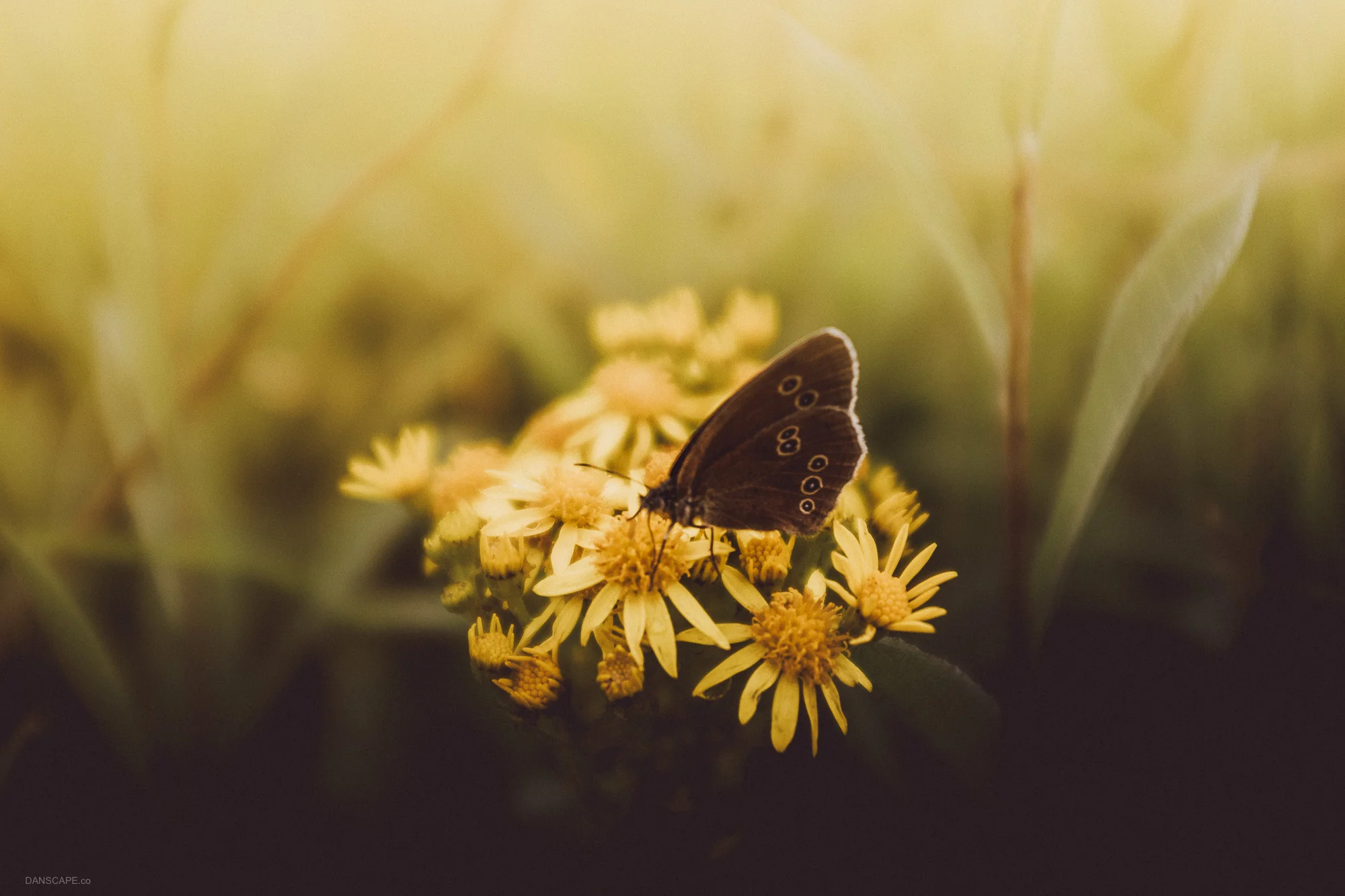 Ringlet Butterfly on Fleabane