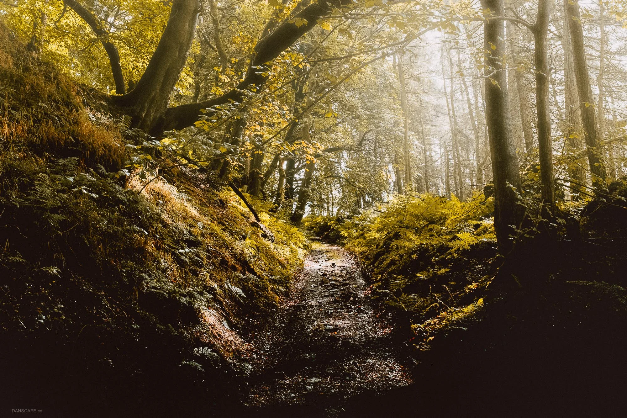 The pathway out of Bird's Wood