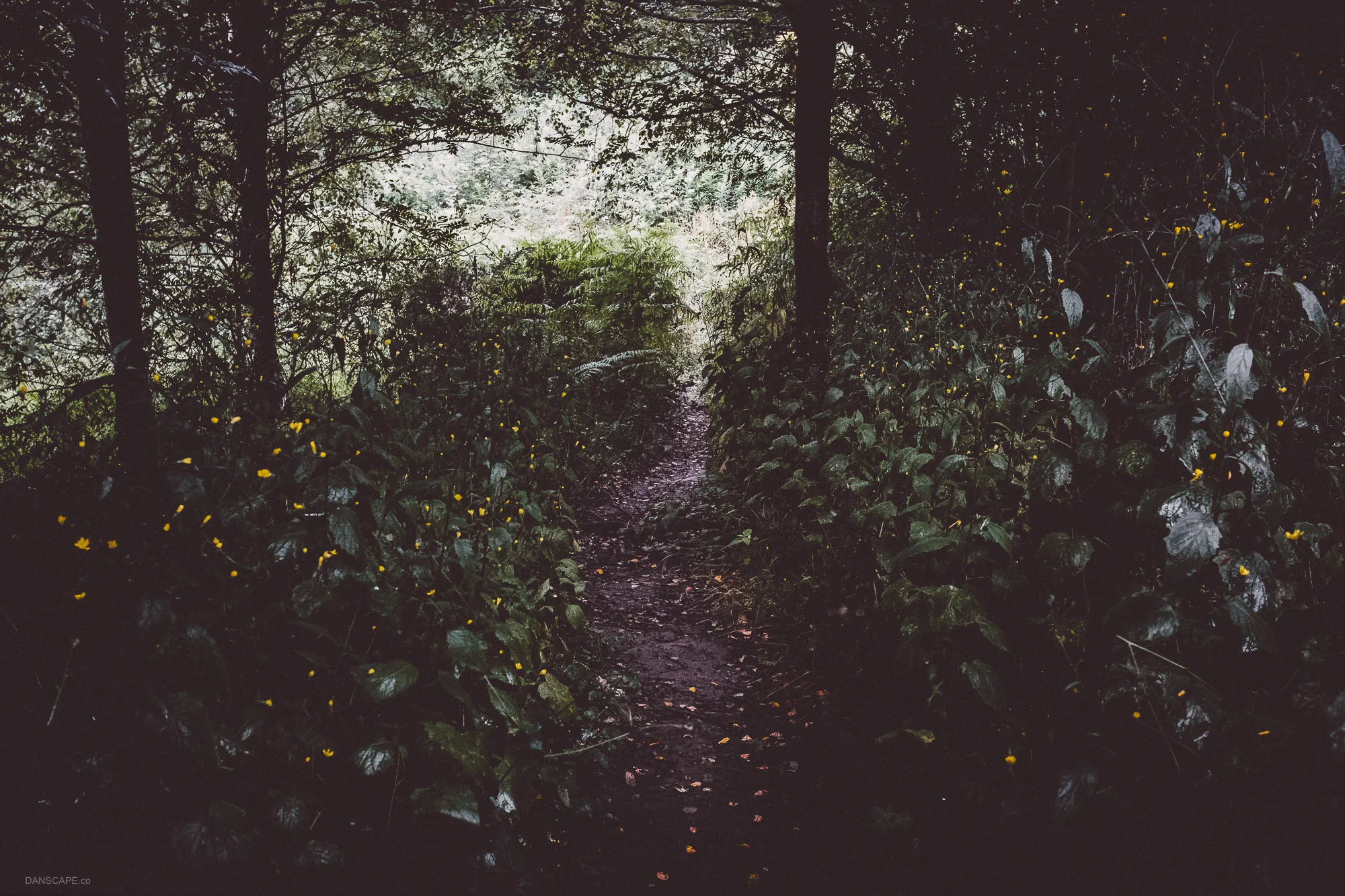 Through the Marsh Marigold