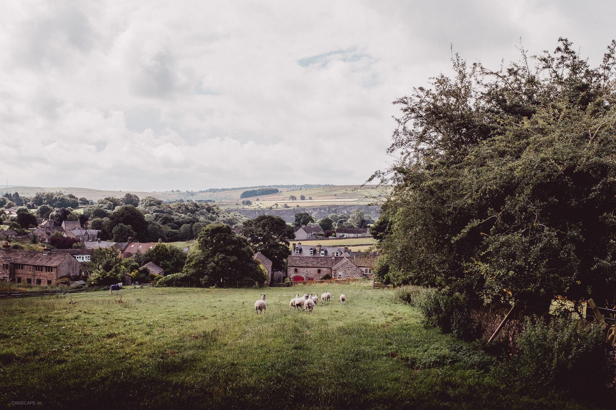 Disturbing the sheep on the last field before entering Eyam