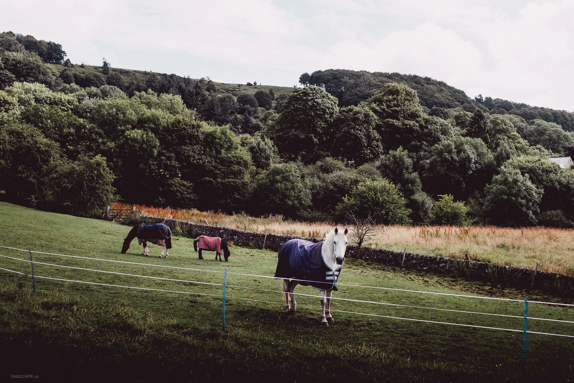 Horses in Jackets