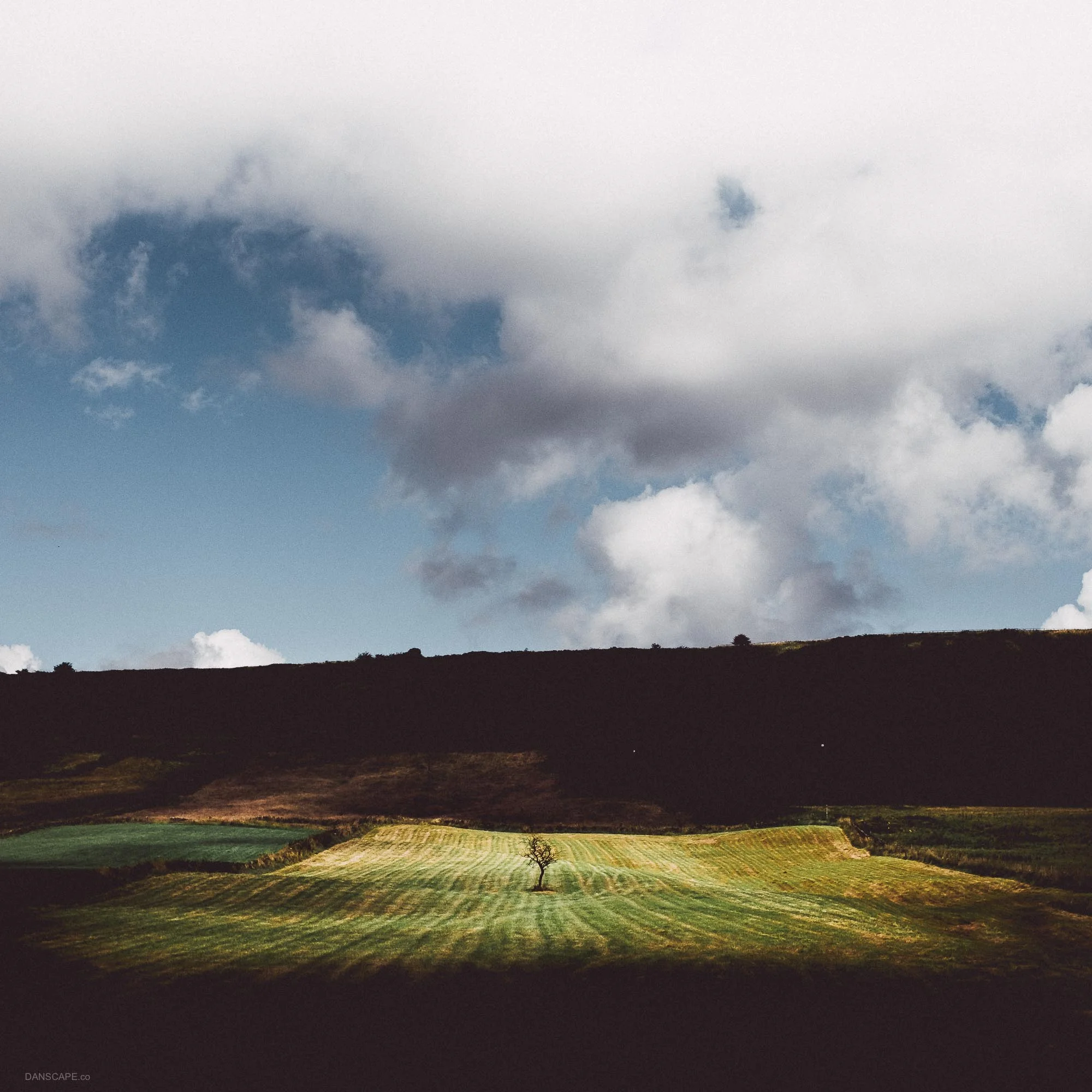 A lone tree in the field leaving Foolow