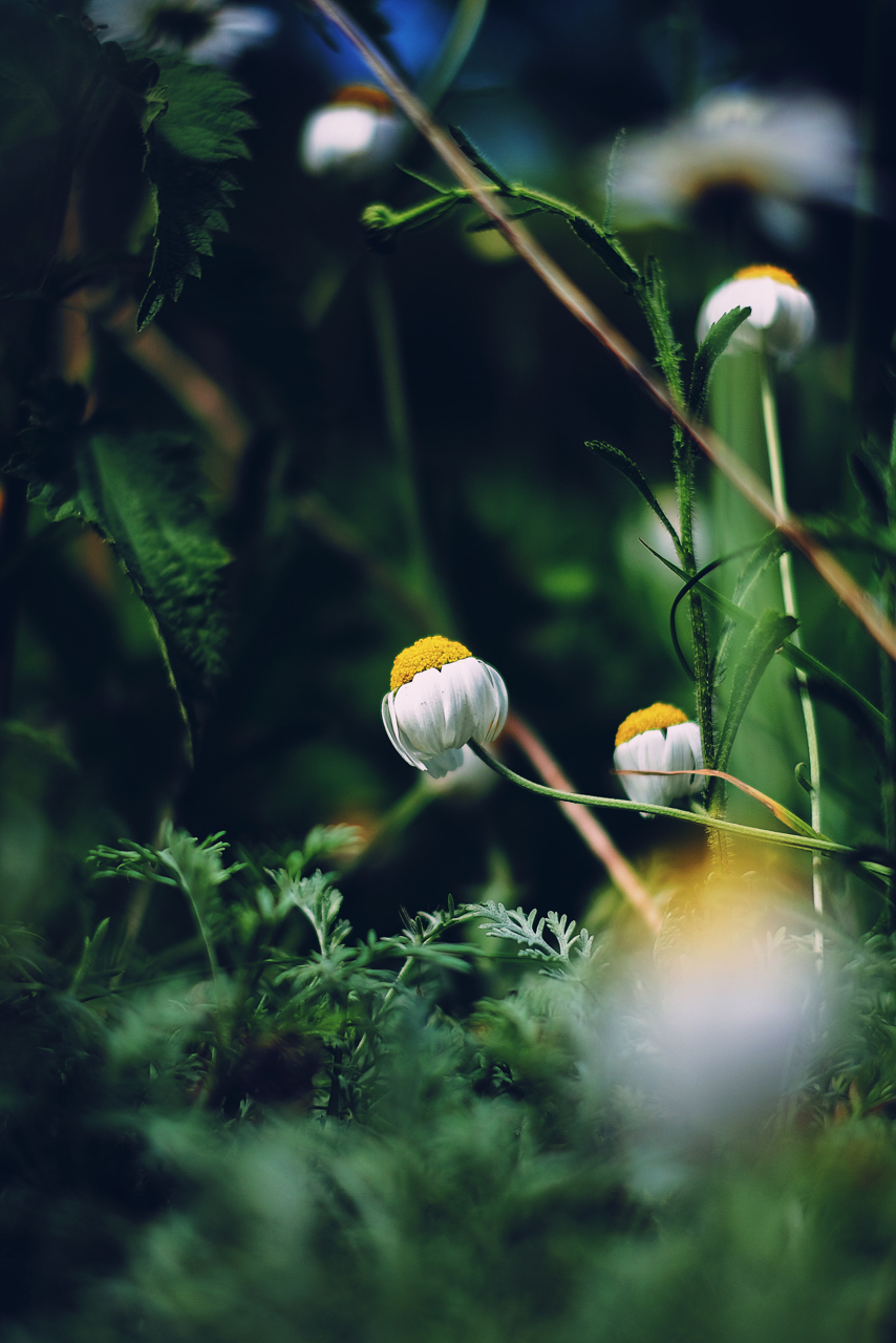 Daisys in the Dark