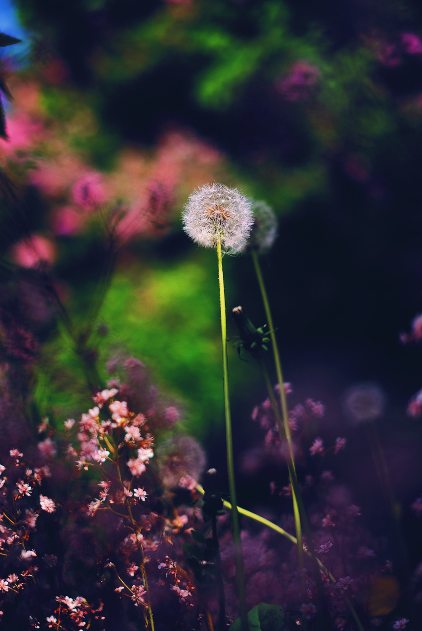 Double Dandelion
