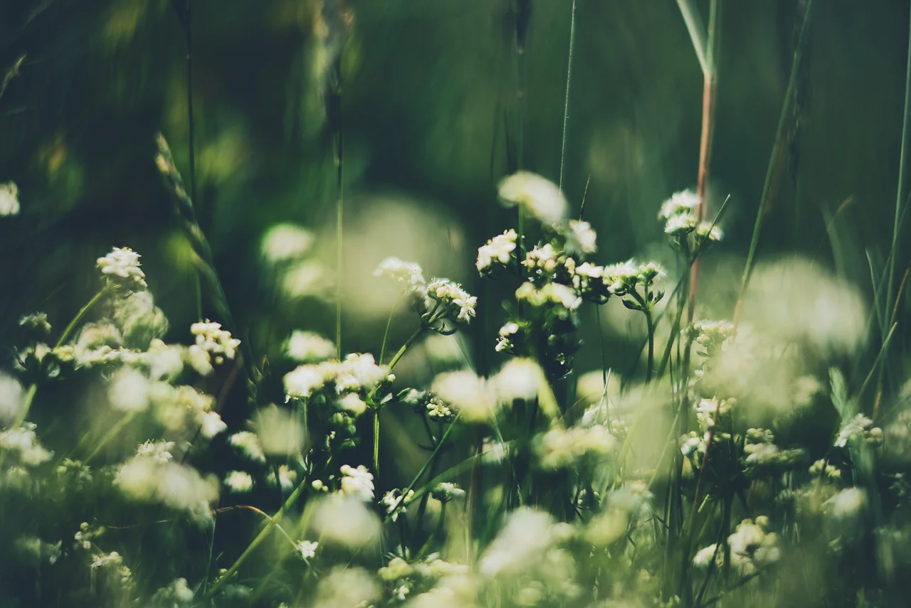 Heath Bedstraw