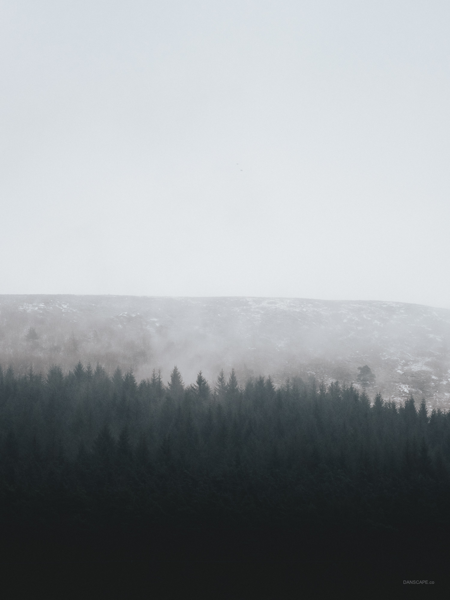 Evergreen