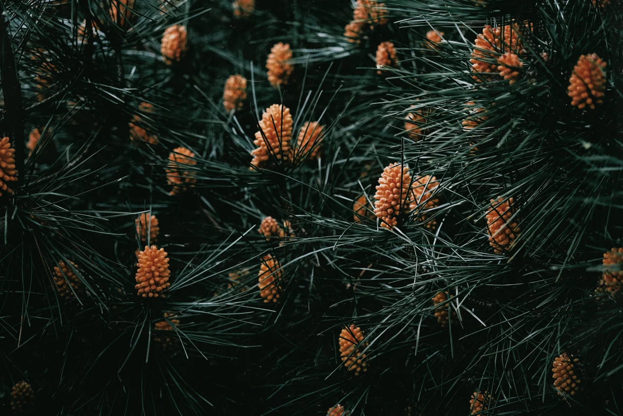 Ness Gardens 2019-01-07 at 8.53.18 pm 29.jpg