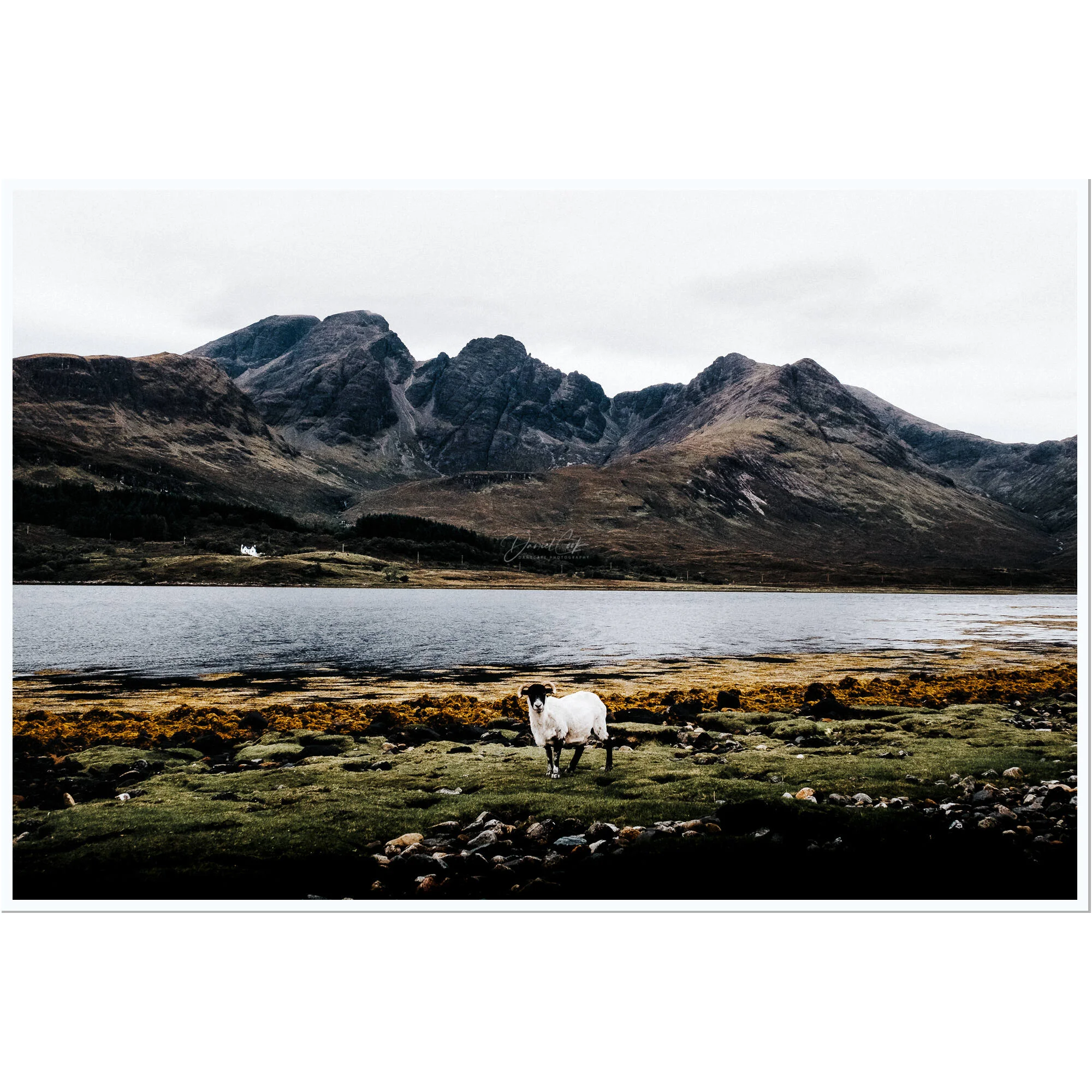 The Sheep & The Mountain