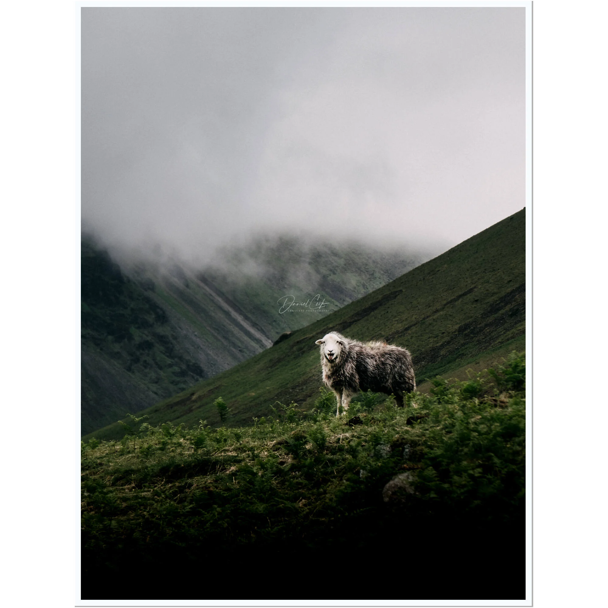 The Shouting Sheep