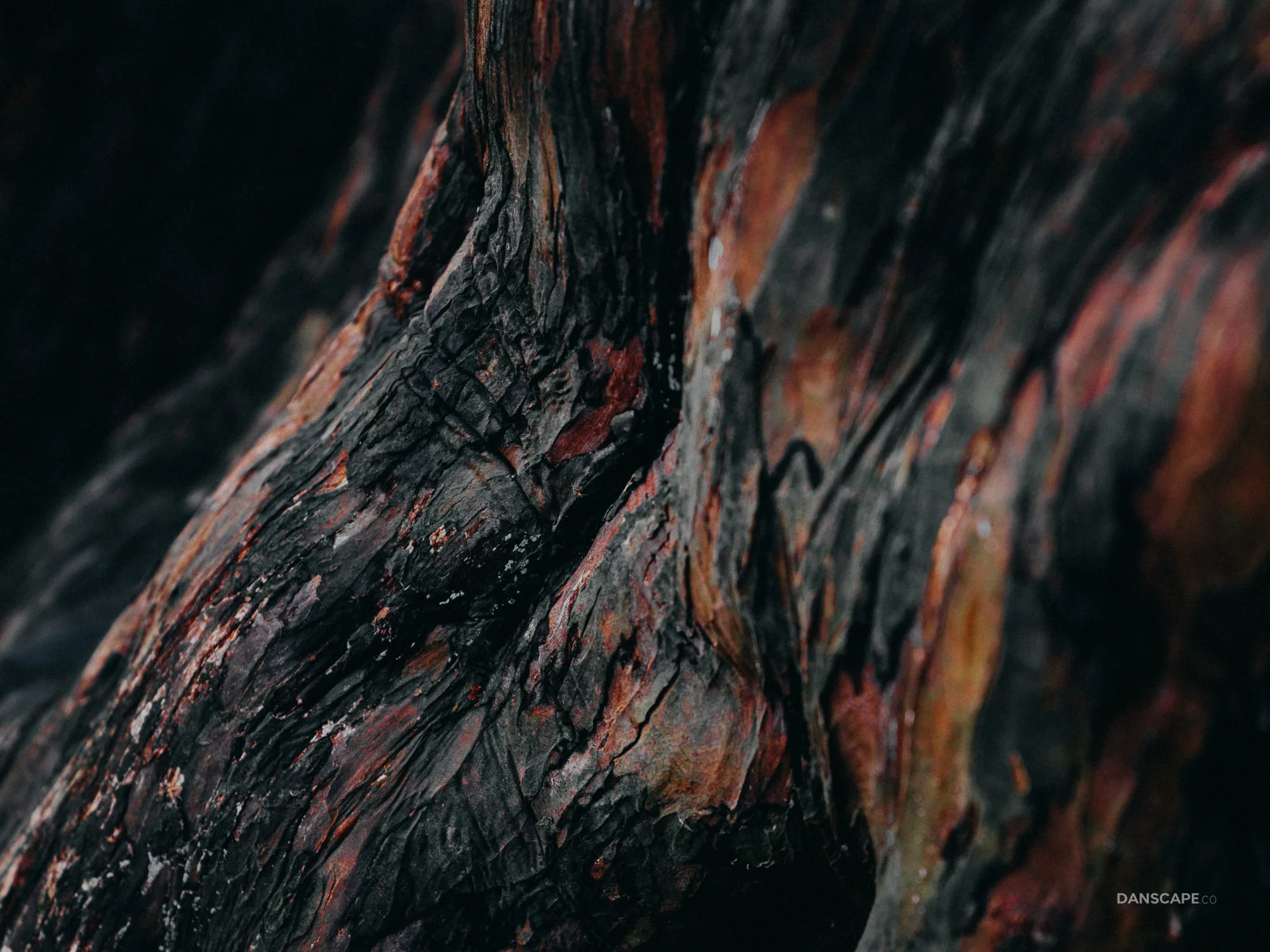 Scared Red of Kingley Vale Yew