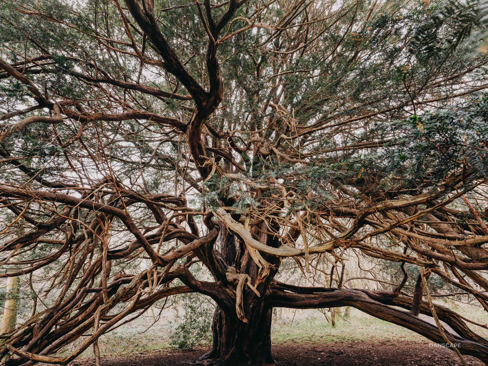 Yew Tree Photography Dan Cook Outdoor Photographer