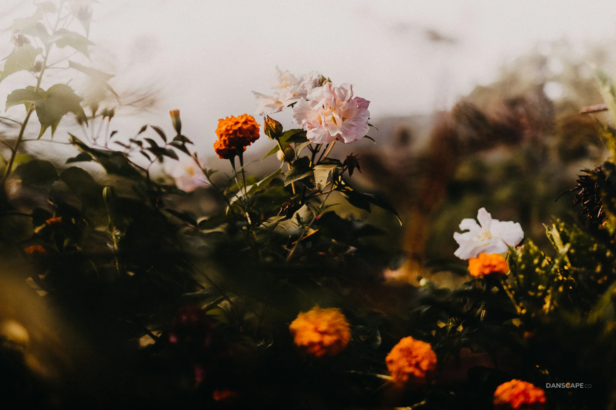 Himalayan Roses in Bhulbhule