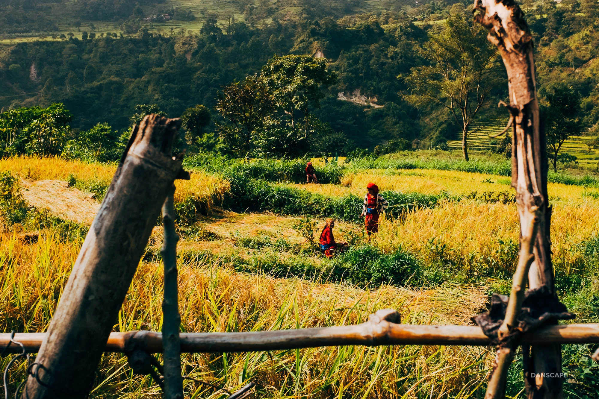 Villagers Working in the Fields near Bhulbhule