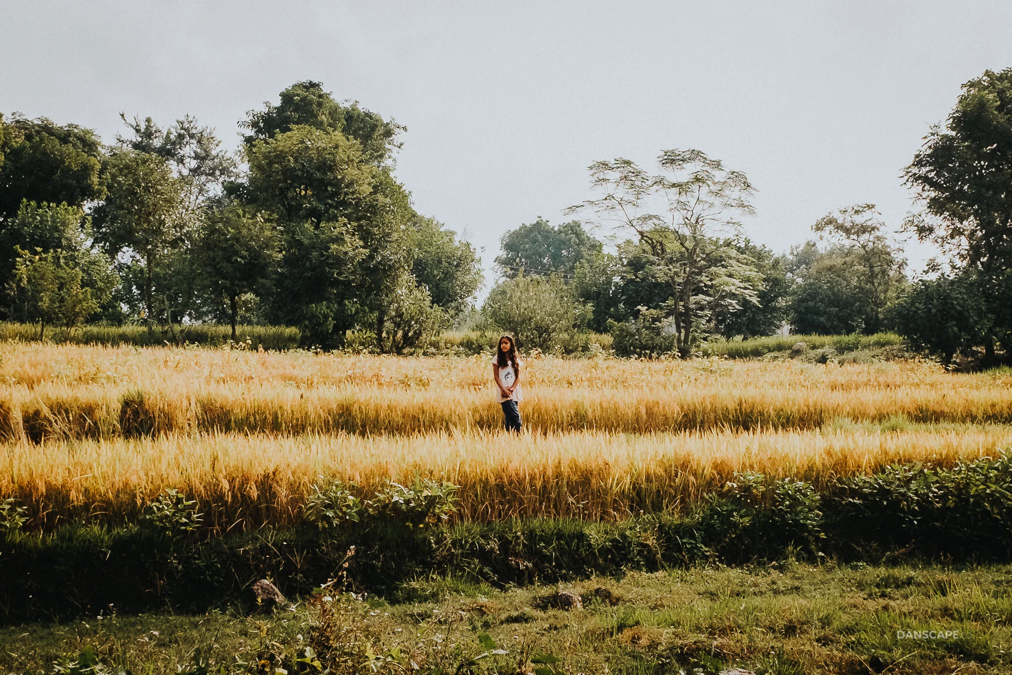 Waiting in the Fields