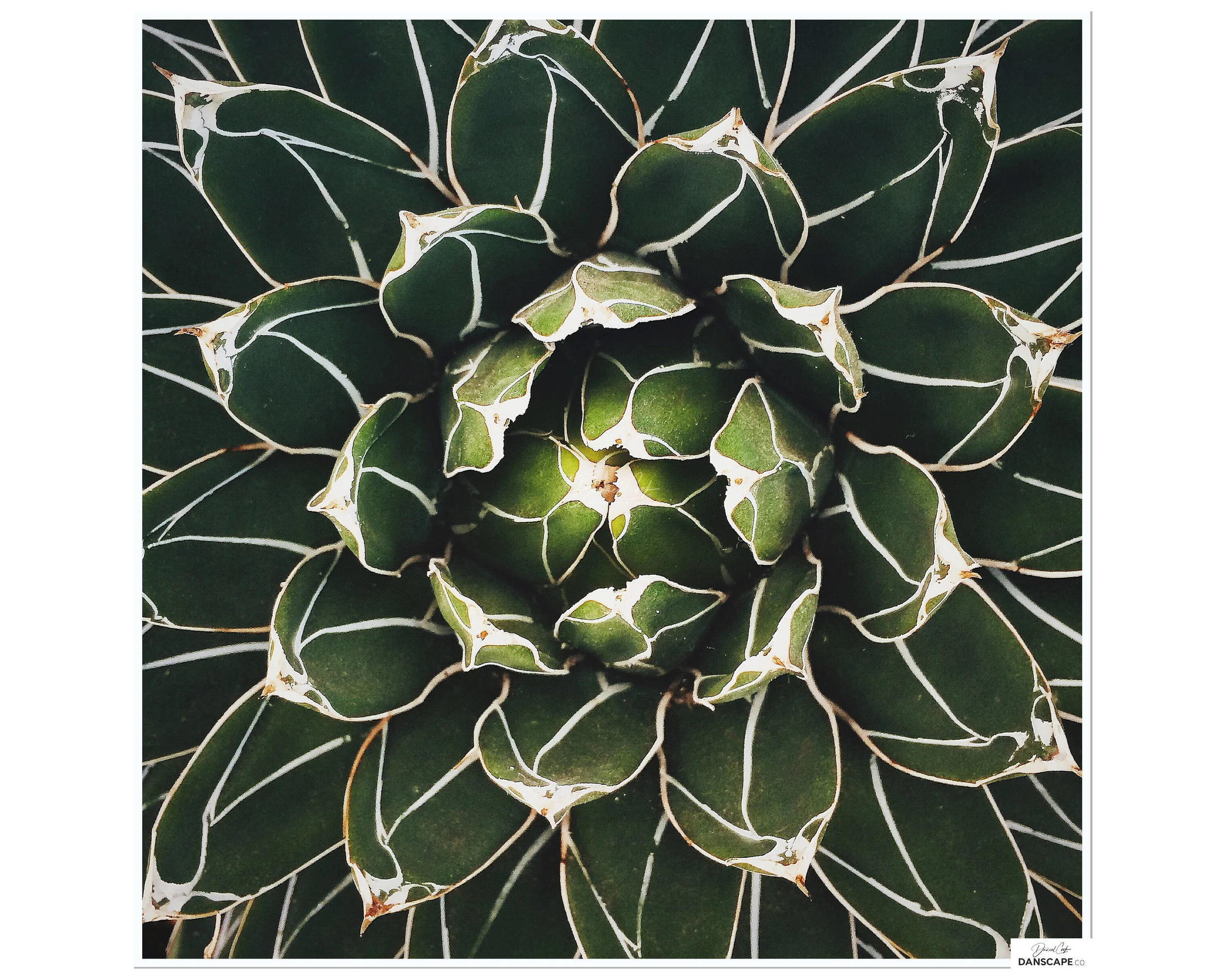 Fractal Cactal
