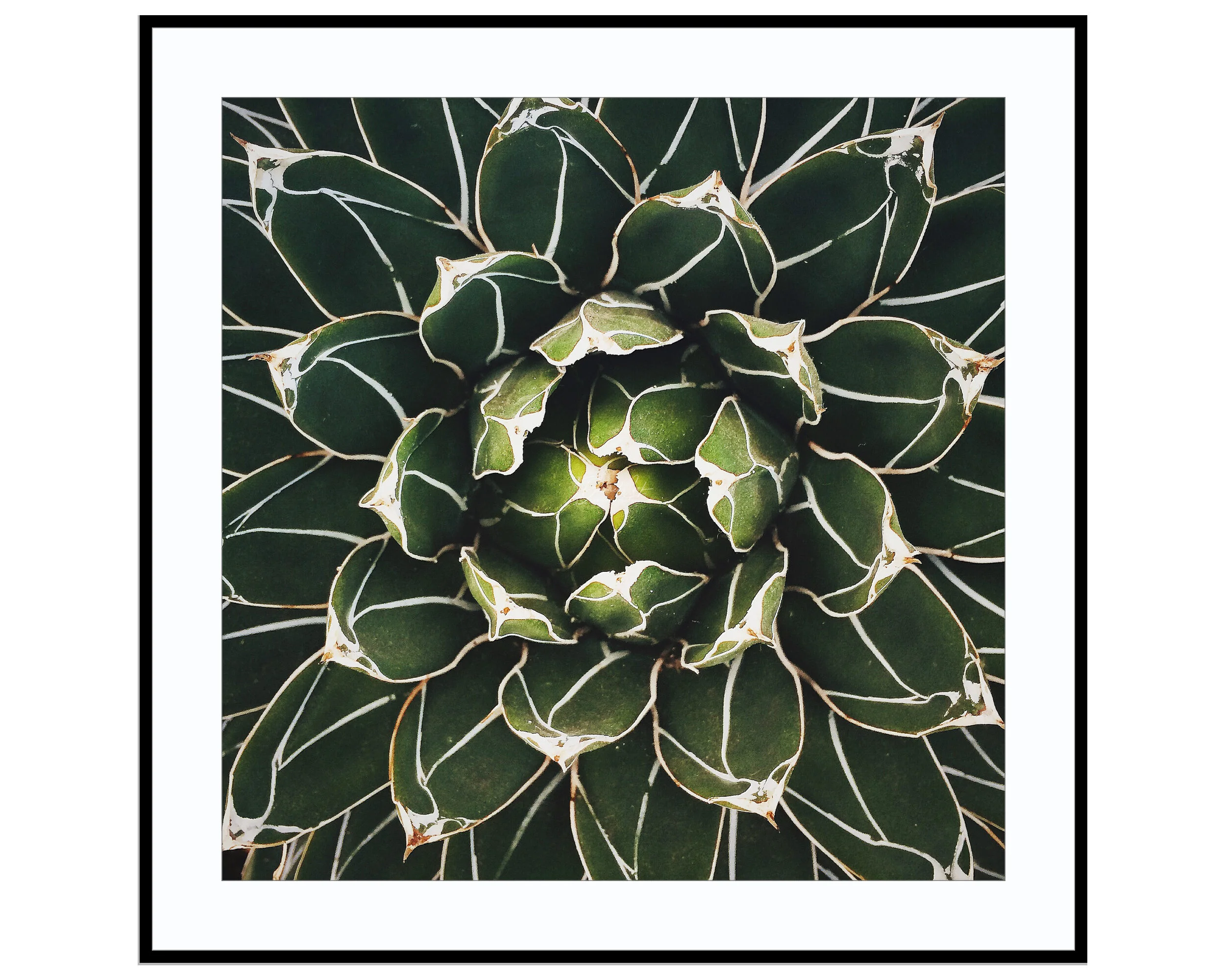 Fascinating patterns of cactus, captured at Sheffield Botanical Gardens.