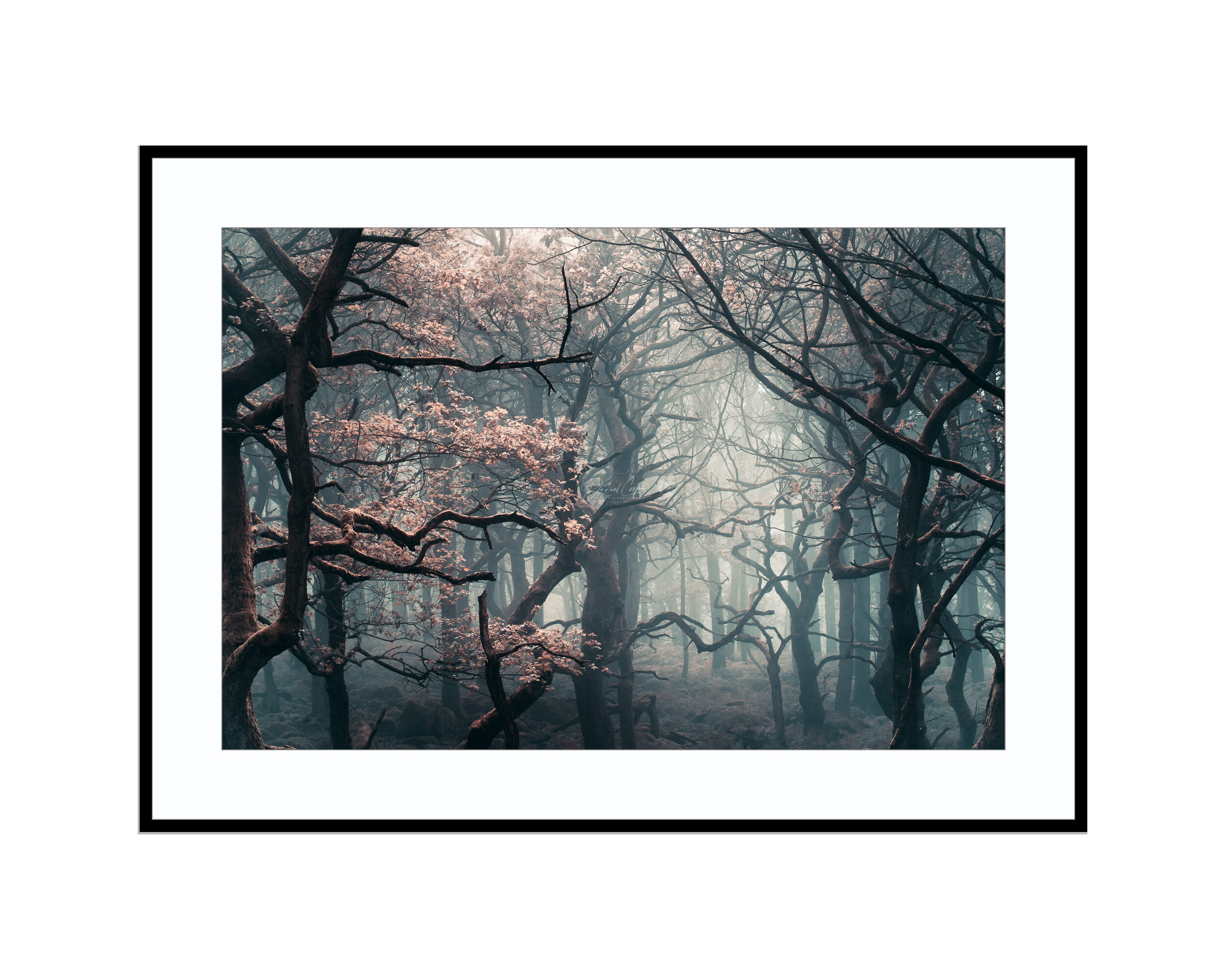 Shadow Woods