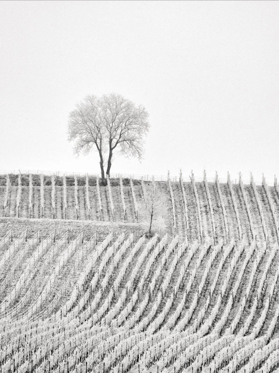  Gilles Lorin PORTRAIT D´ARBRE NO. 2 Platin-Palladium Abzug. 2016. 400 x 300 mm 