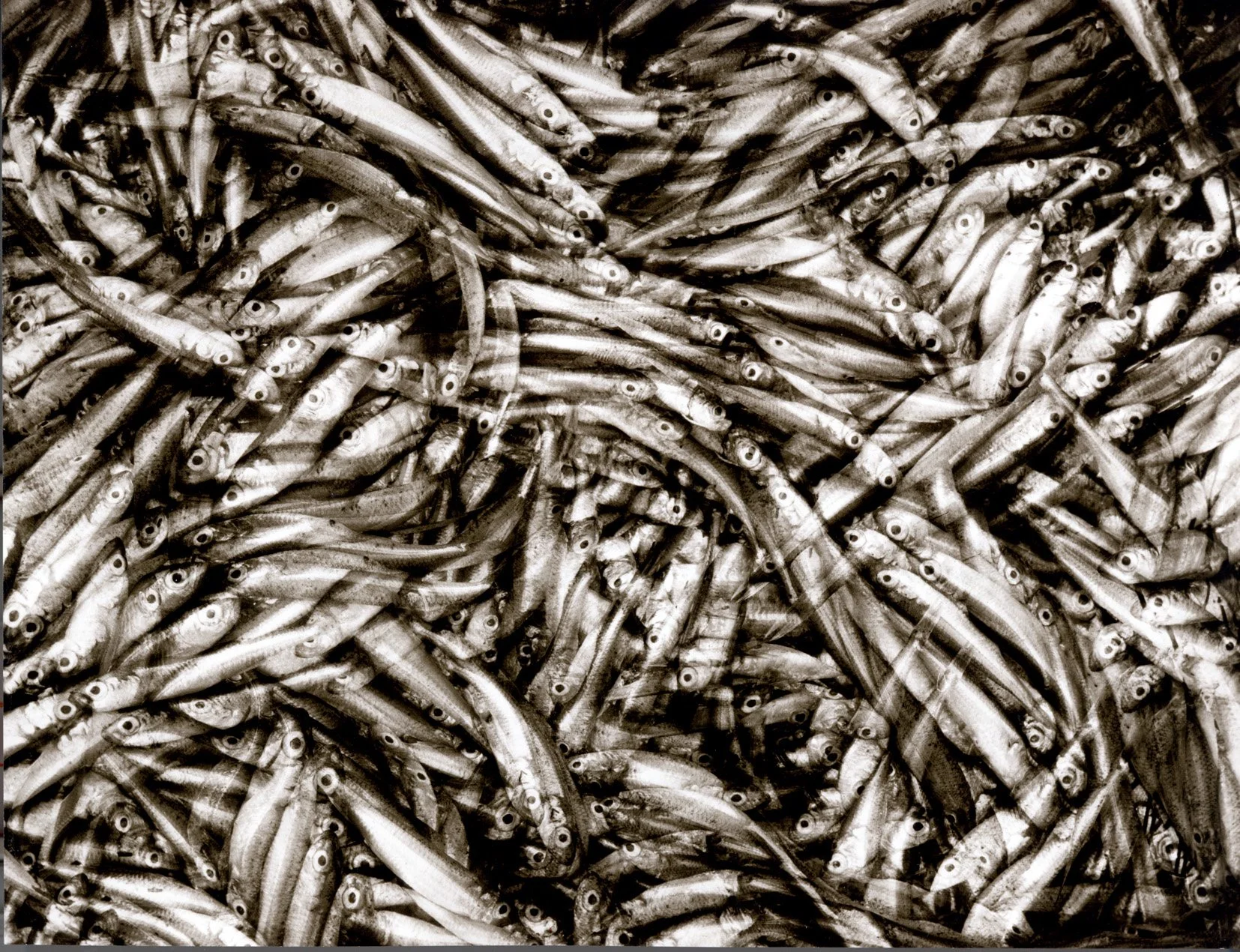   LIED DER FISCHE  Silbergelatineabzug. 1962. Späterer Abzug. Rückseitig signiert, datiert, betitelt, bezeichnet und mit dem violetten Copyright-Stempel des Photographen. Auf 'Agfa'. 231 × 303 mm 