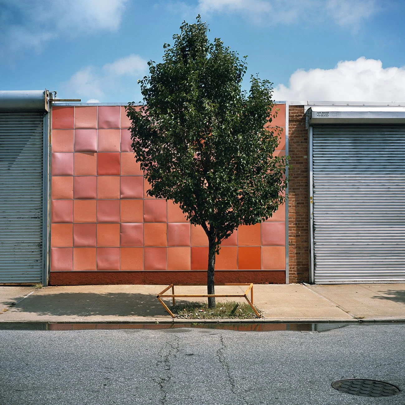 CJ_Fences_#vTree_LJFuji300_8x10F.jpg