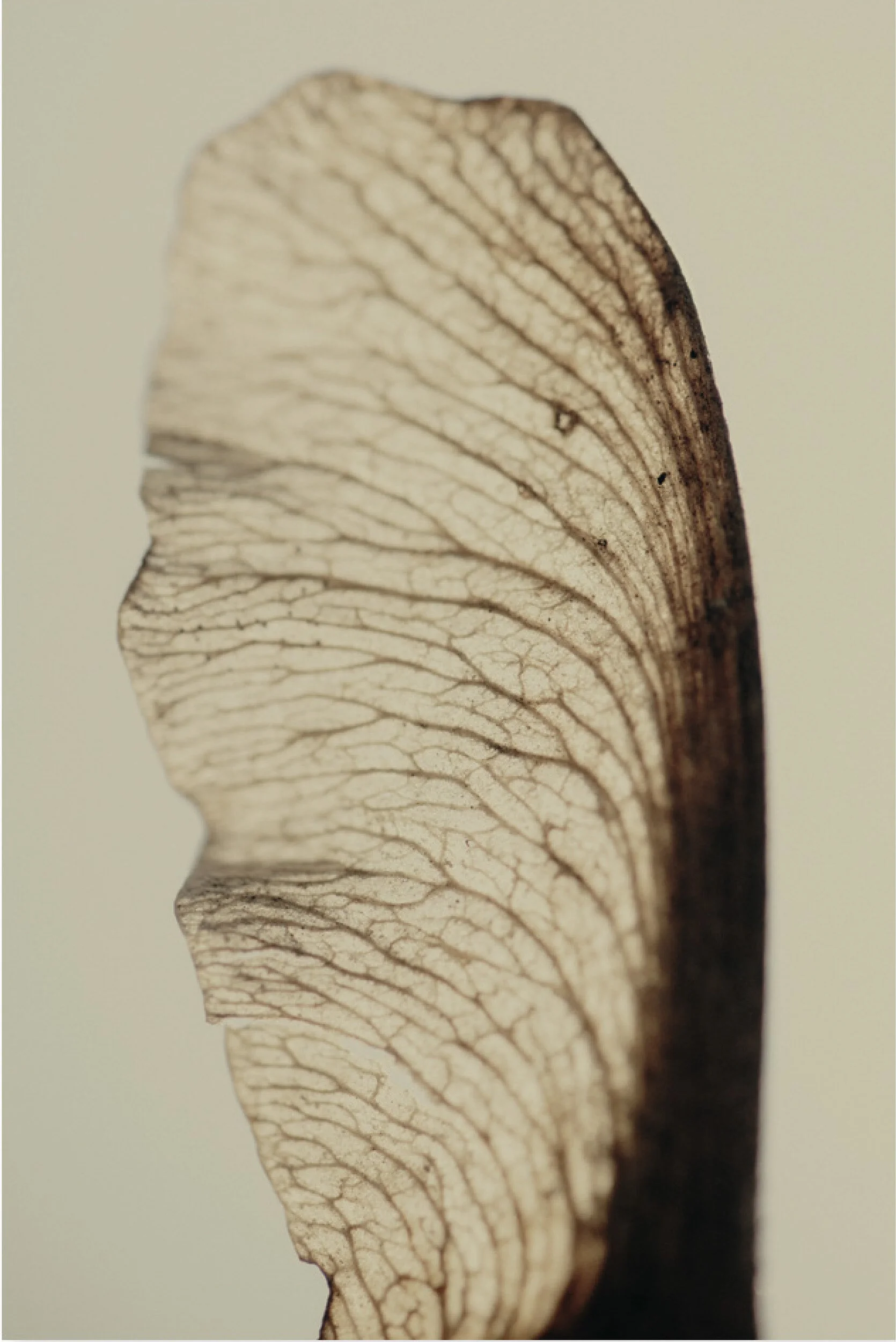  “Je ne puis regarder une feuille d'arbre sans être écrasé par l’univers” Victor Hugo 