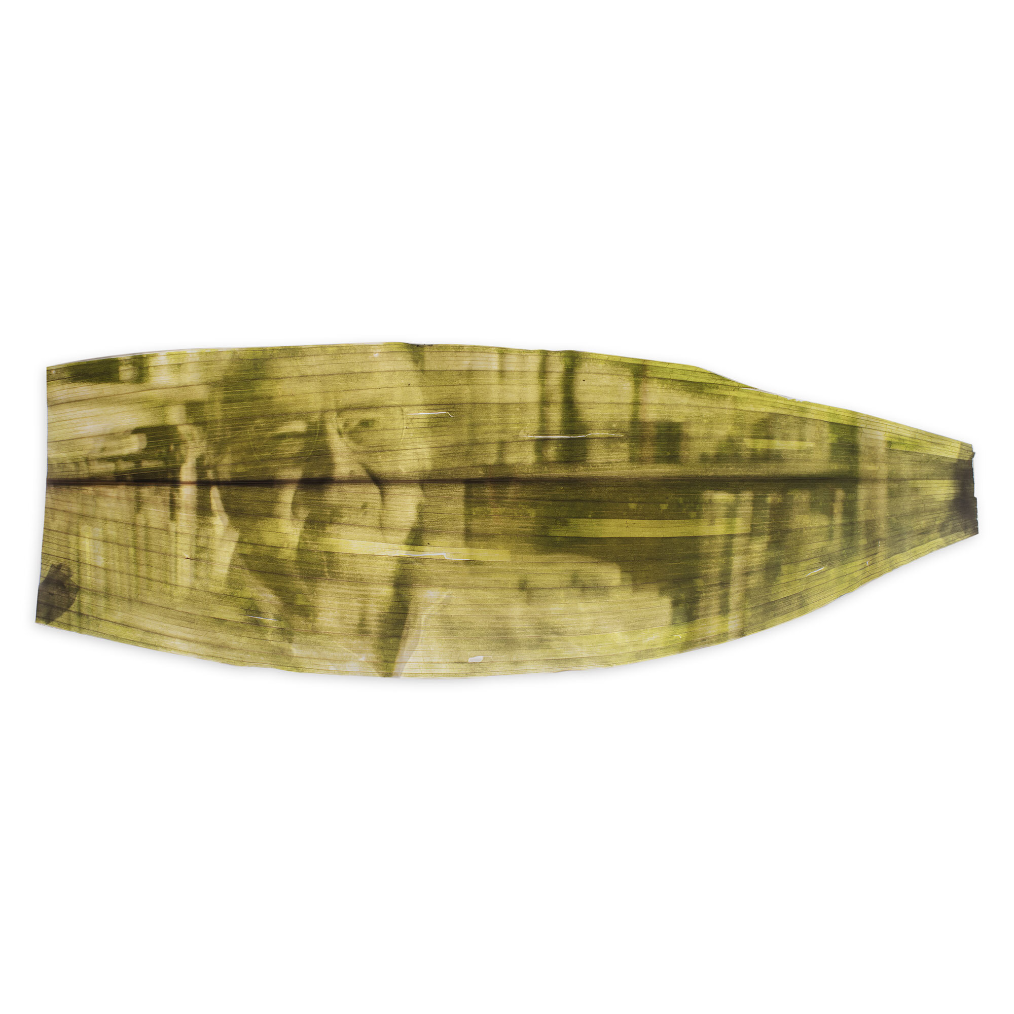  Francis Halle, Fondation Cartier pour l’art contemporain.  Portrait à la Chlorophylle 