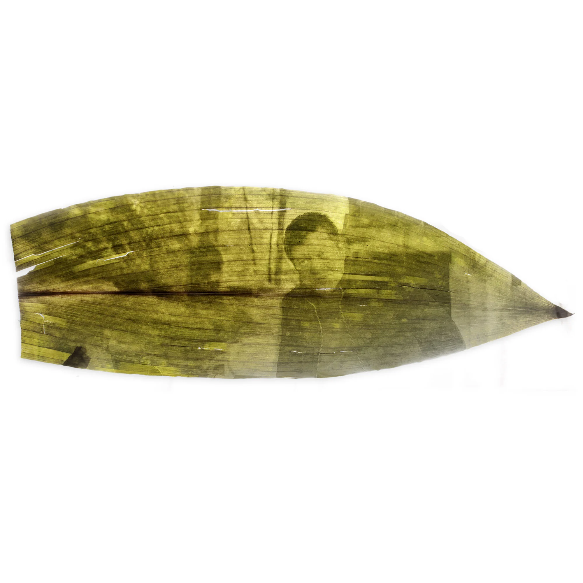  Alfredo Tostes, Fondation Cartier pour l’art contemporain.  Portrait à la Chlorophylle 