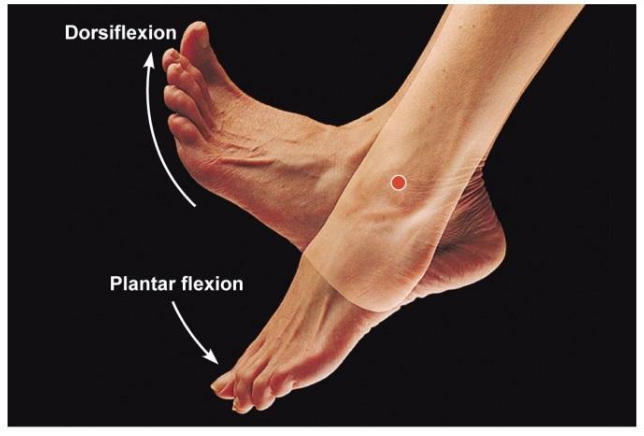 dorsi & Plantar flexion.png