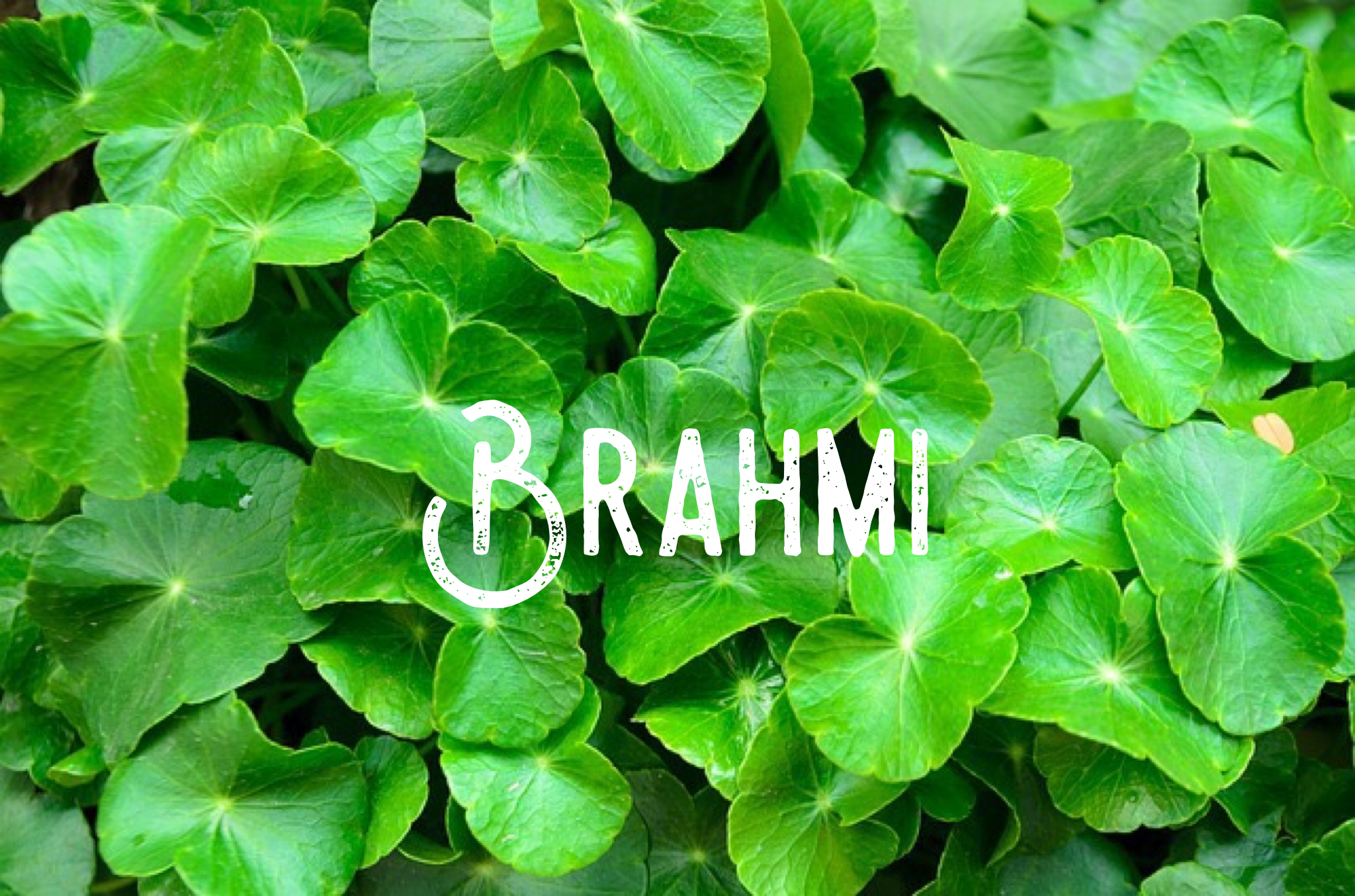   Brain Boosting Brahmi